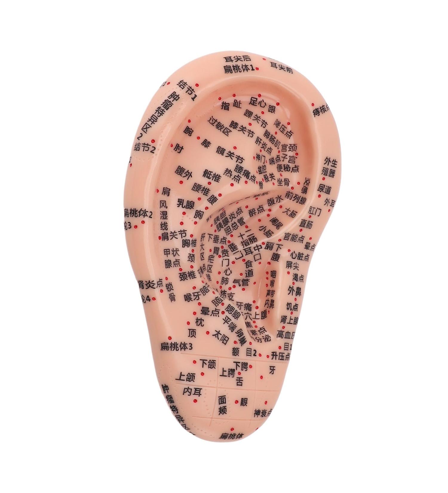 Buy Ear Acupuncture Display Model - Clear Point Visibility for Study Presentations | International Shipping Available - Buy Online on GoSupps.com
