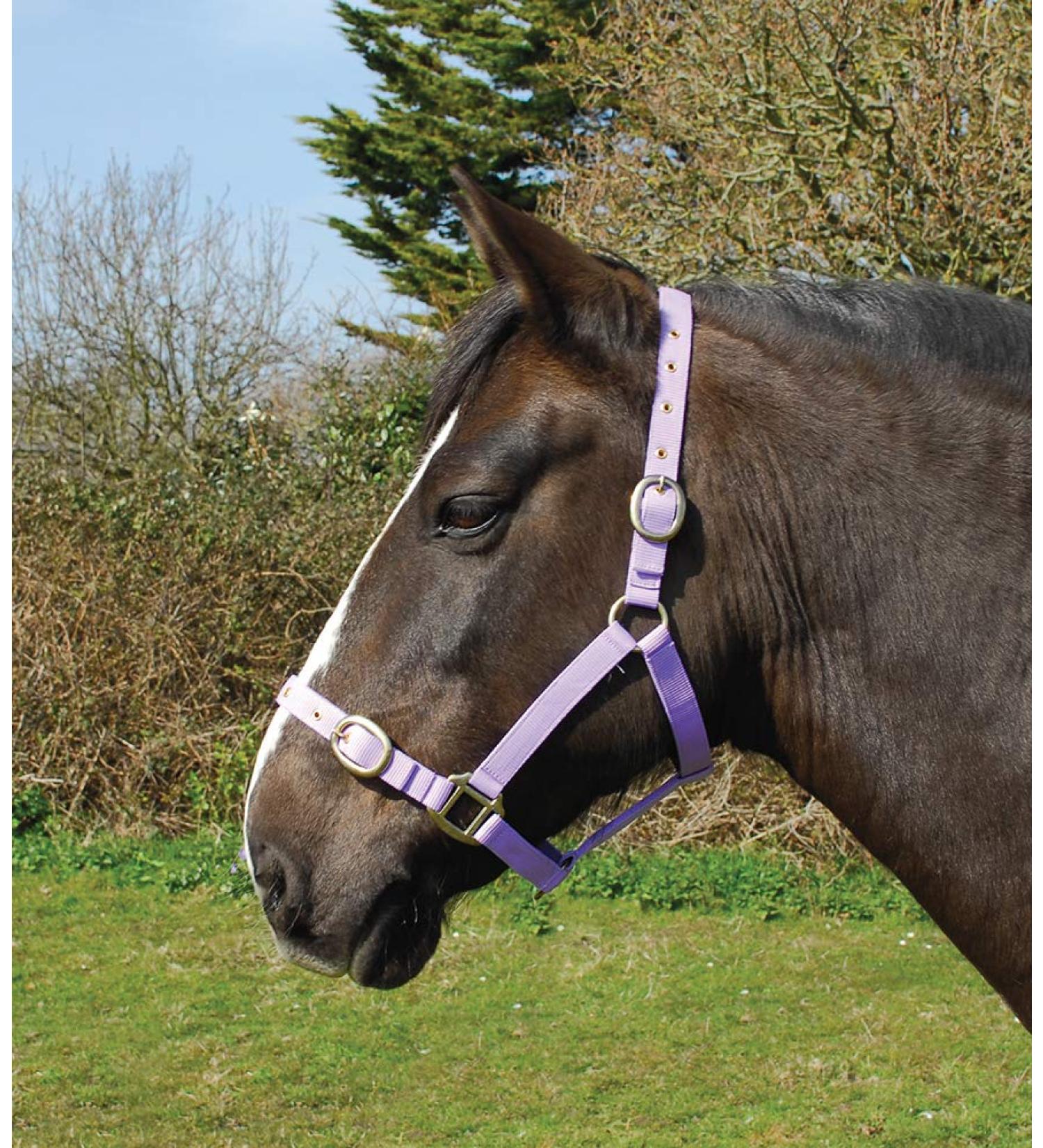 Rhinegold nylonhalter cob lilac