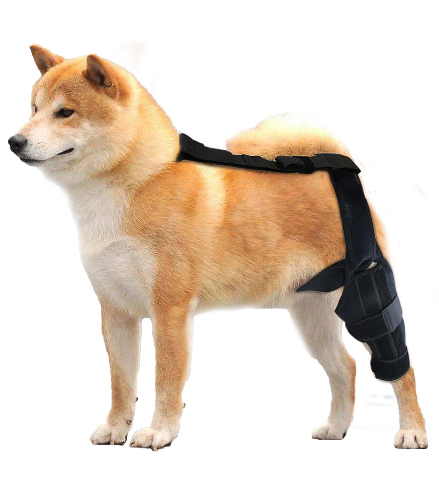 Dog Knee Brace Rear Leg Brace - Support Dog Knee Brace Neoprene Hip Brace Adjustable Traction Belt for Knee for Cruciate Ligament Injury for Torn ACL Leg M left - Buy Online on GoSupps.com