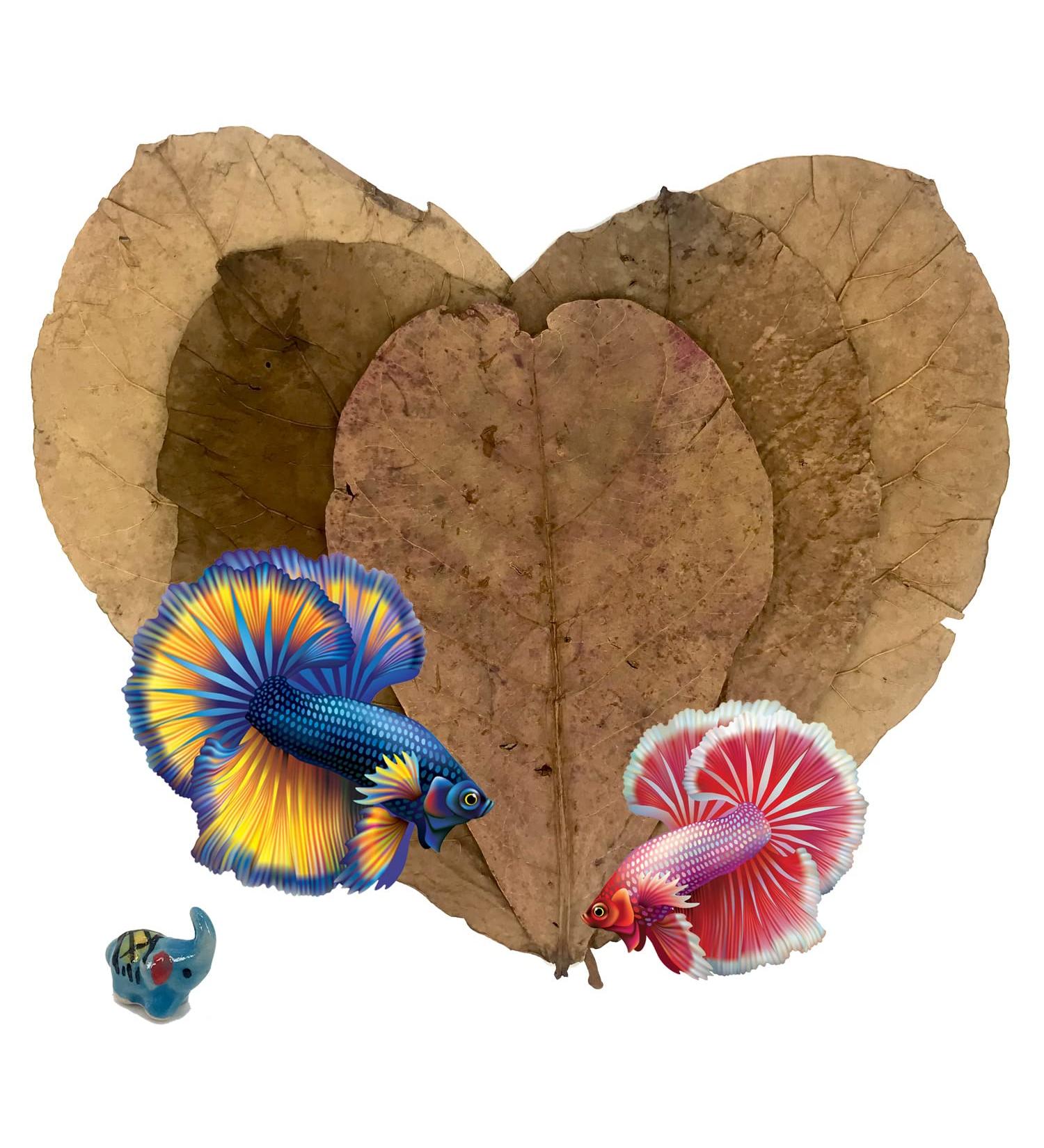 Indian Almond Leaves Leaf (15 25 Pieces) BettaLeaf 50 Grams Pack | 20-25cm. | Best Gold Brown Quality | Fish Tank for Betta Fish Shrimp Crayfish for Fish Healthy & Comfort - Buy Online on GoSupps.com