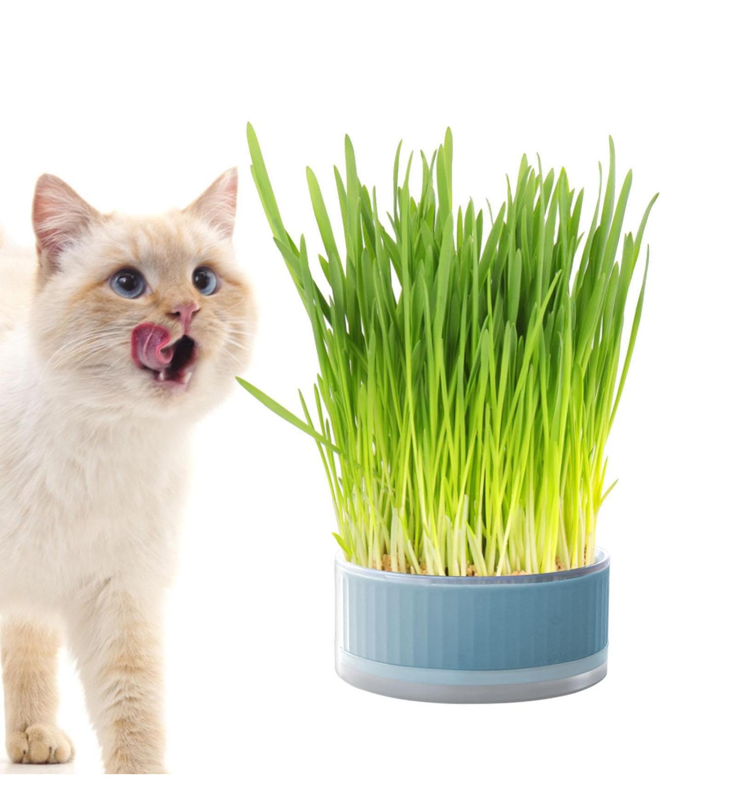Lambo Grass Box for Cats | Hydroponic Cat Grass & Cat Mint Planters | Removable Earth-Free Plant Box for Pets | Supports Digestion - Buy Online on GoSupps.com