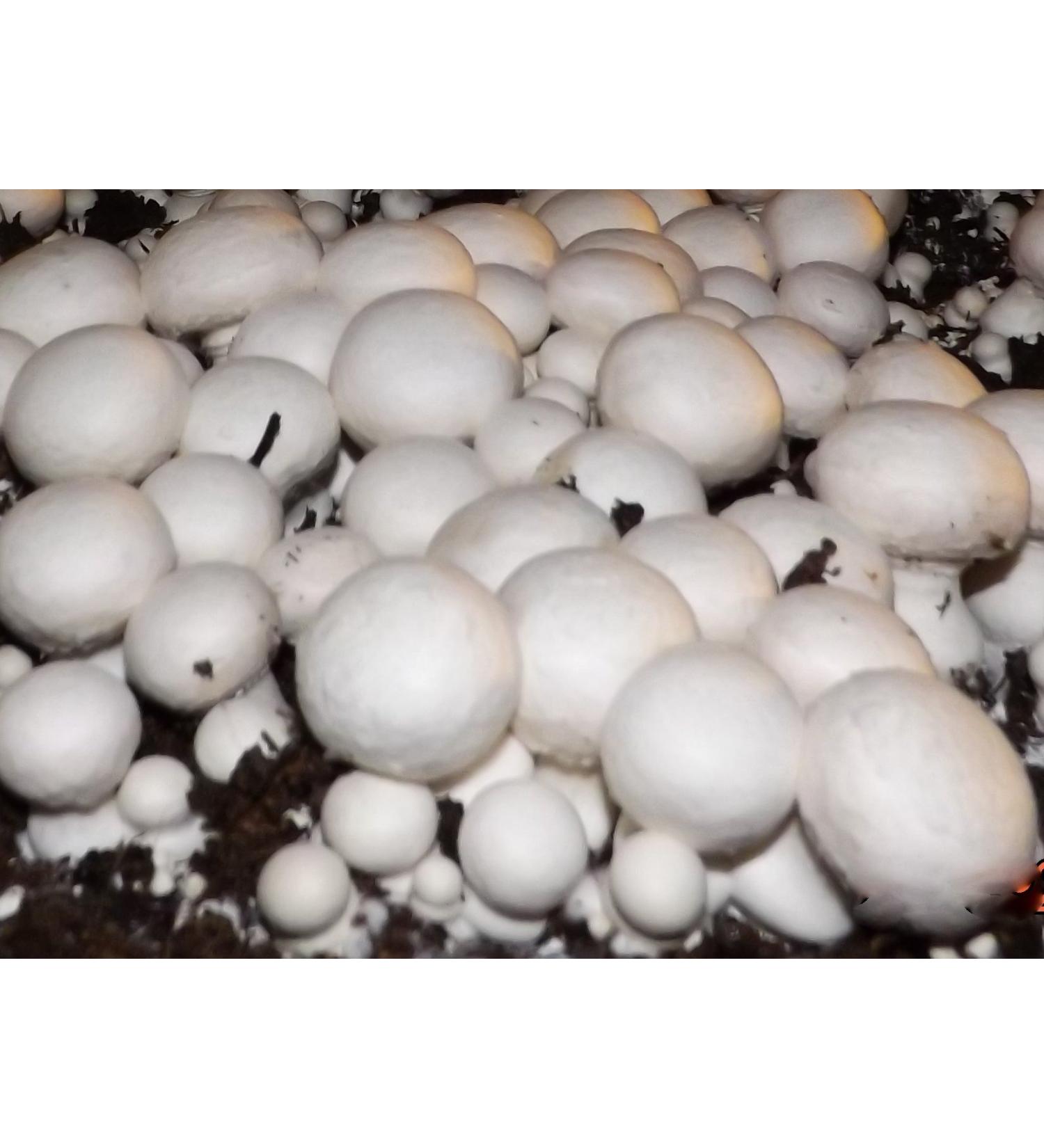 White Button Mushroom Growing Kit - Easy Fresh Shroom Growth - Buy Online on GoSupps.com