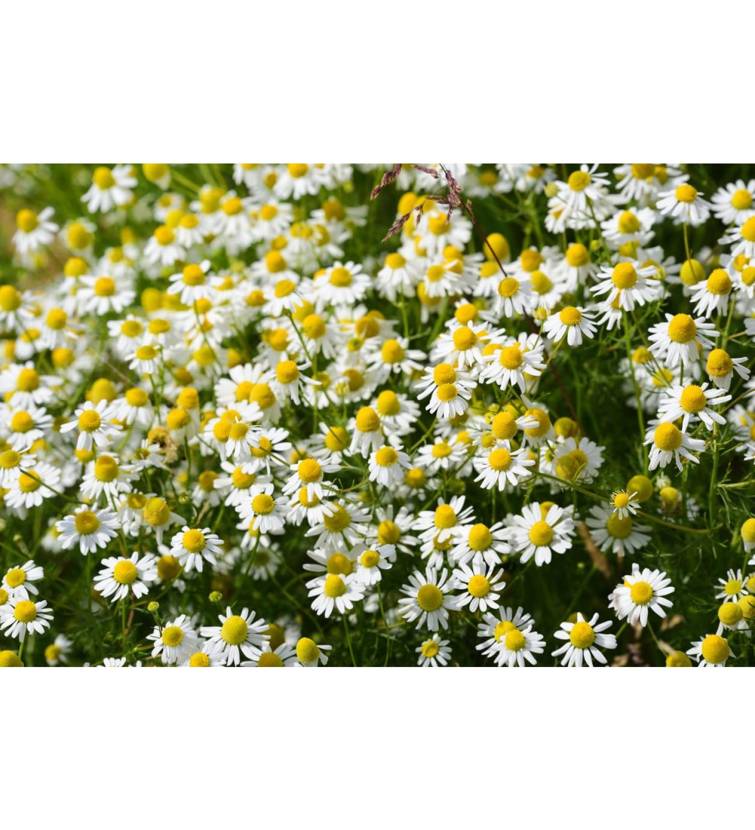 10000 seeds German Chamomile Matricaria (Chamomilla) recutita tea medicinal plant