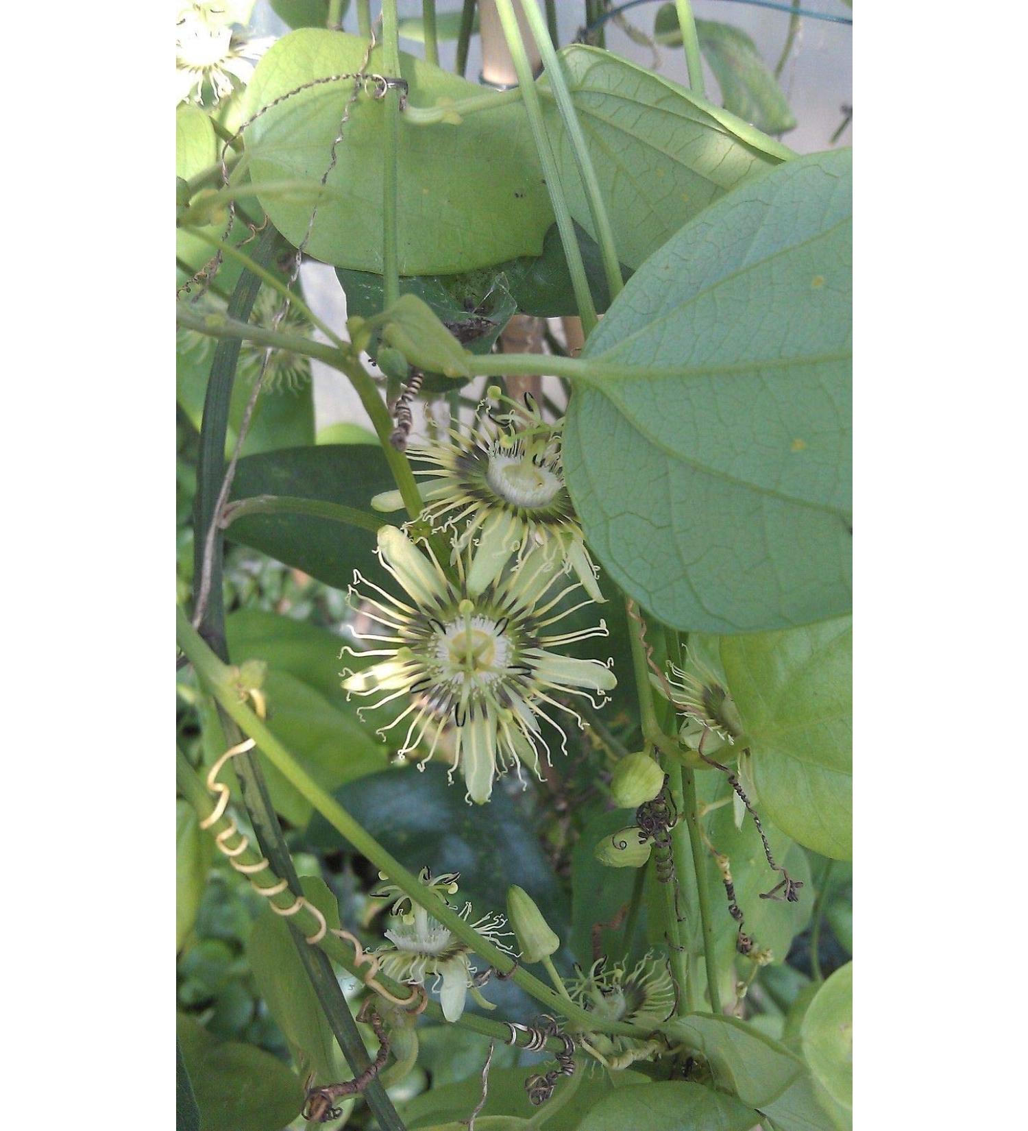 PLAT Firm Semi di GERMINAZIONE: Rare Masse bl hen Passionsblume Reben Passionsblume auriculata IMPIANTO 2" Topf - Buy Online on GoSupps.com