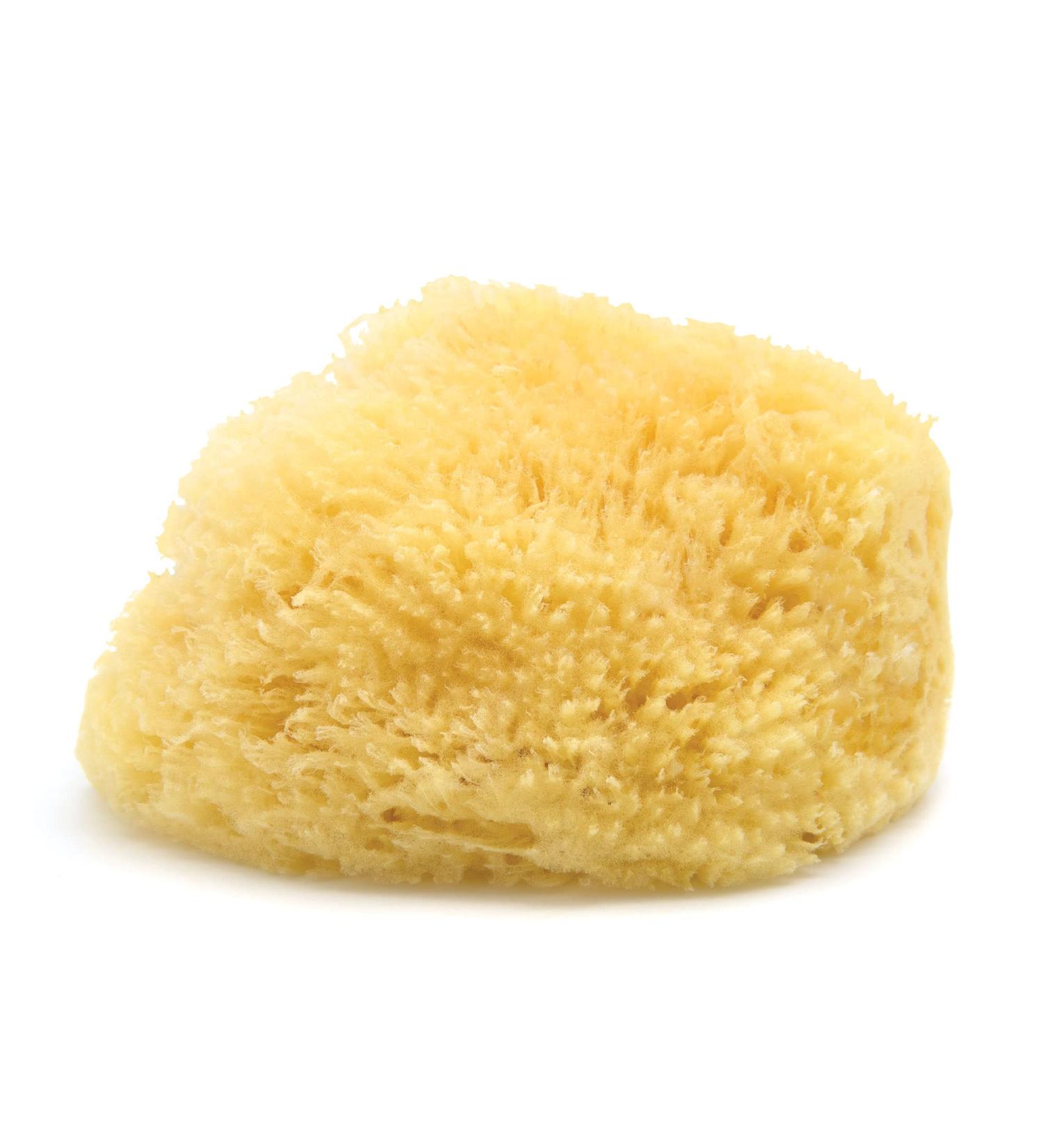 Neptune Natural Caribbean Sea Sponge - All Natural Renewable Sea Sponge (7 inch) - Buy Online on GoSupps.com