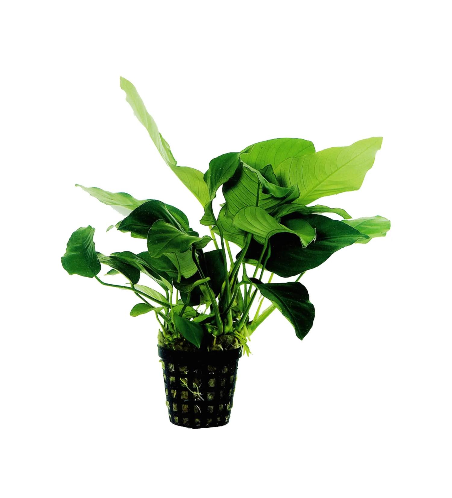 Anubias nana - slow growing Aquarium Plant