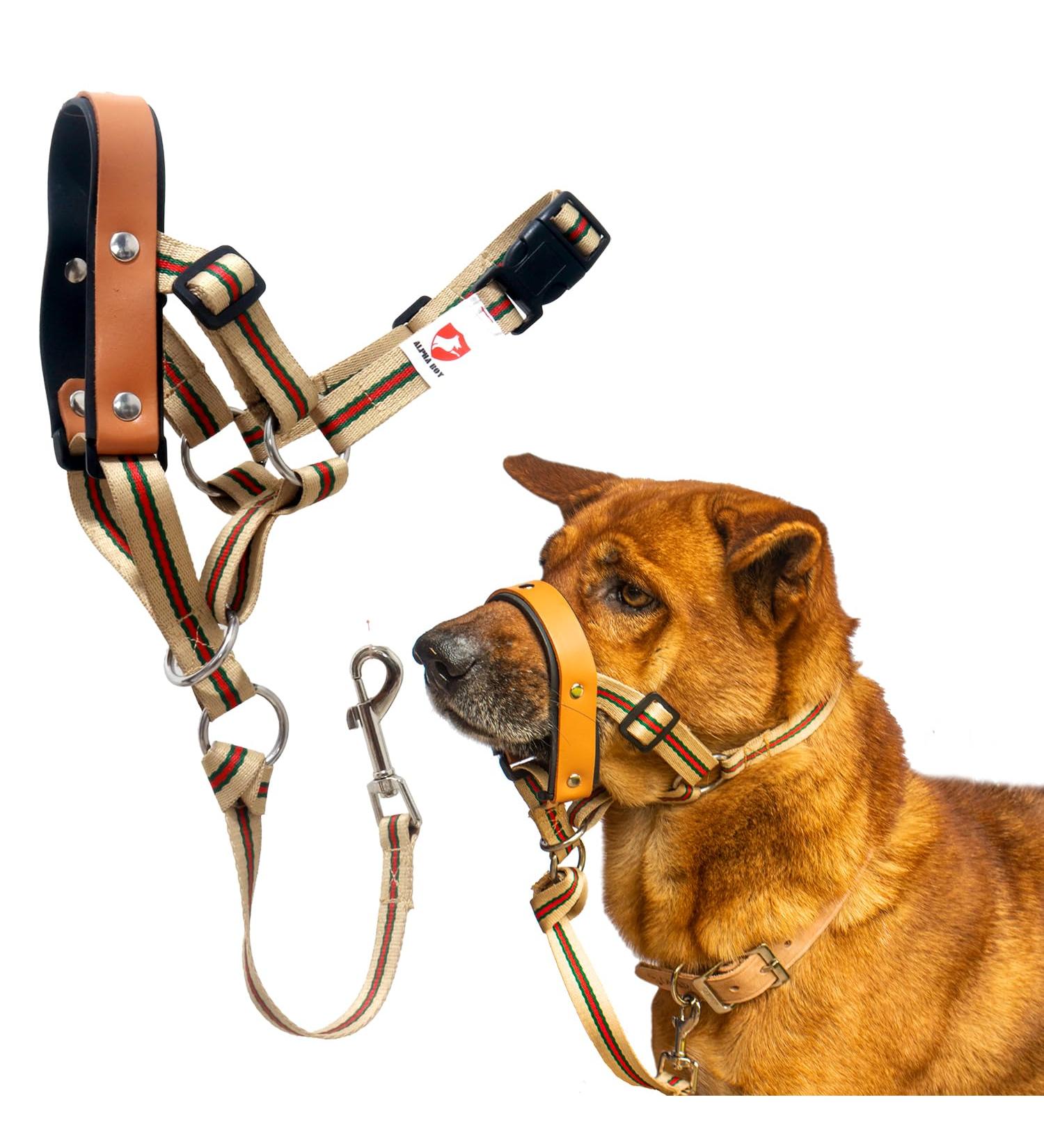 Alpha Boy Dog Training Collar | Comfortable Real Leather Harness for All Breeds | Easy-to-Use with Quick Lock Buckle (XXL) - Buy Online on GoSupps.com