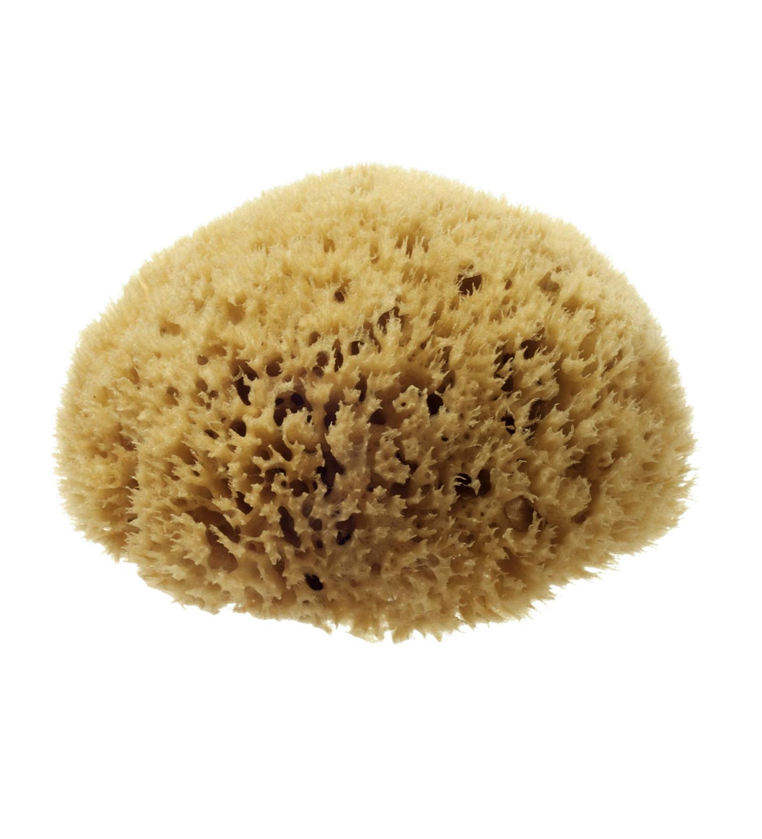 Hydrea London Natural Sea Sponge 5.5-6"- Premium Mediterranean Honeycomb Unbleached Natural Sponge for Bath and Shower for Adults Women Men Children and Baby - Buy Online on GoSupps.com