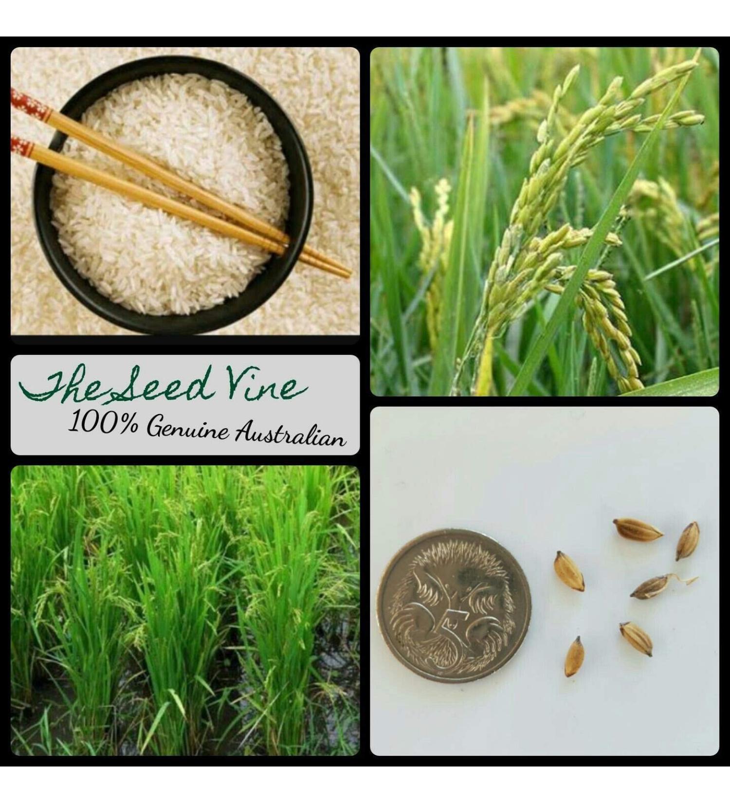 Portal Cool 20+ Organic asiatico Riso Semi (Oryza sativa) commestibile riso aromatico Grain