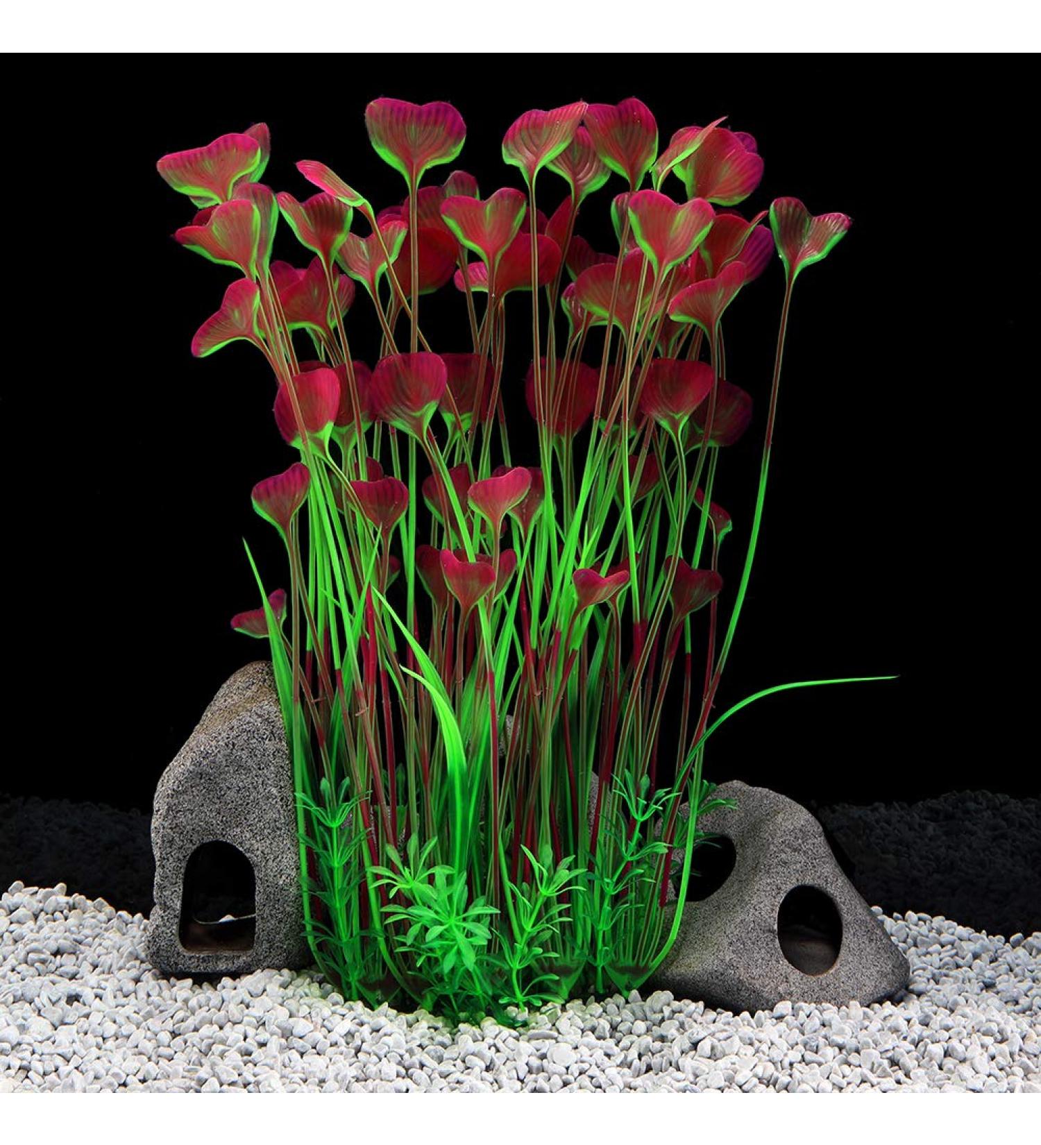 Large aquarium plants clearance