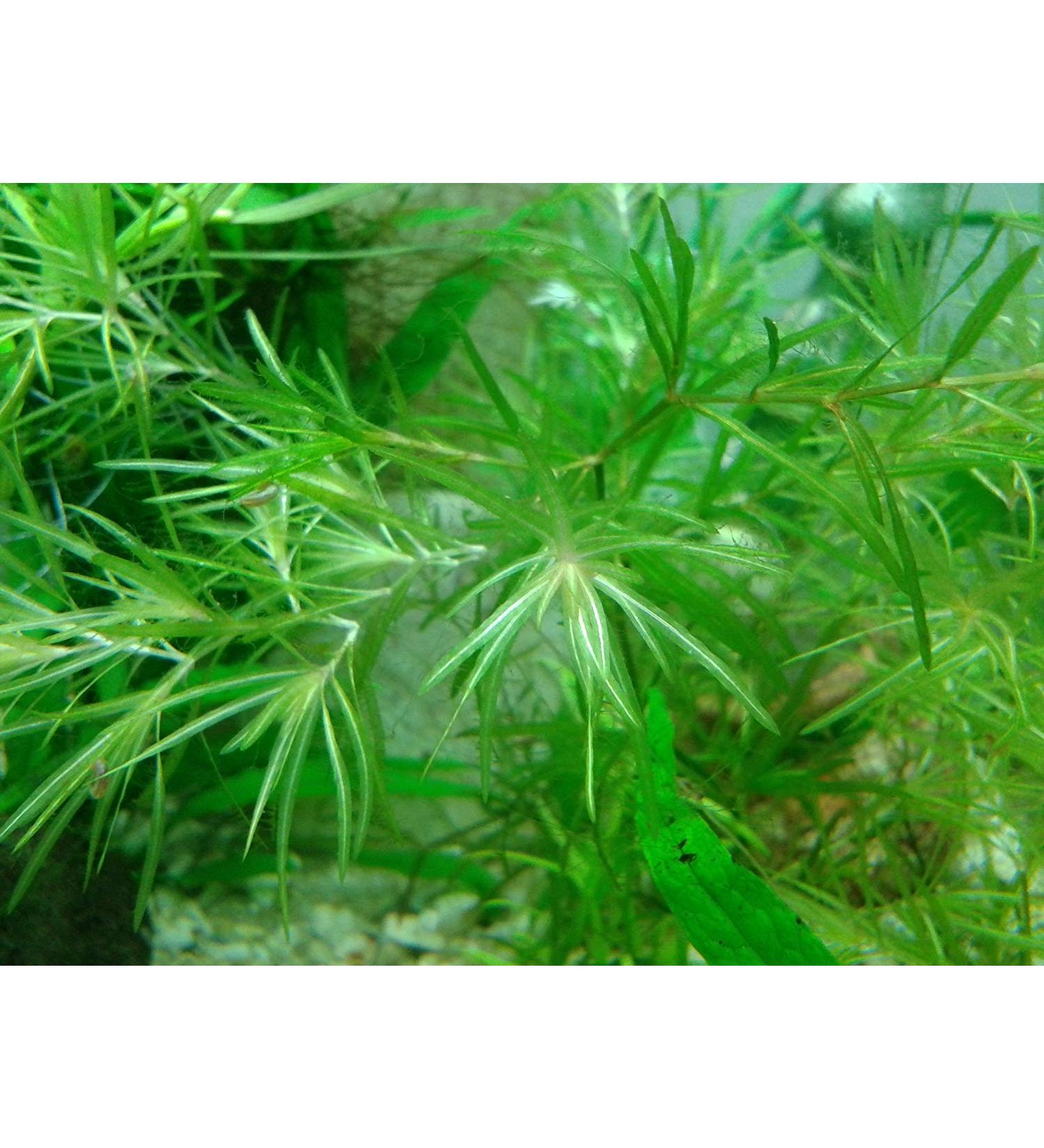 Guppy Grass Aquarium Live Plant Najas Guadalupensis - Buy Online on GoSupps.com