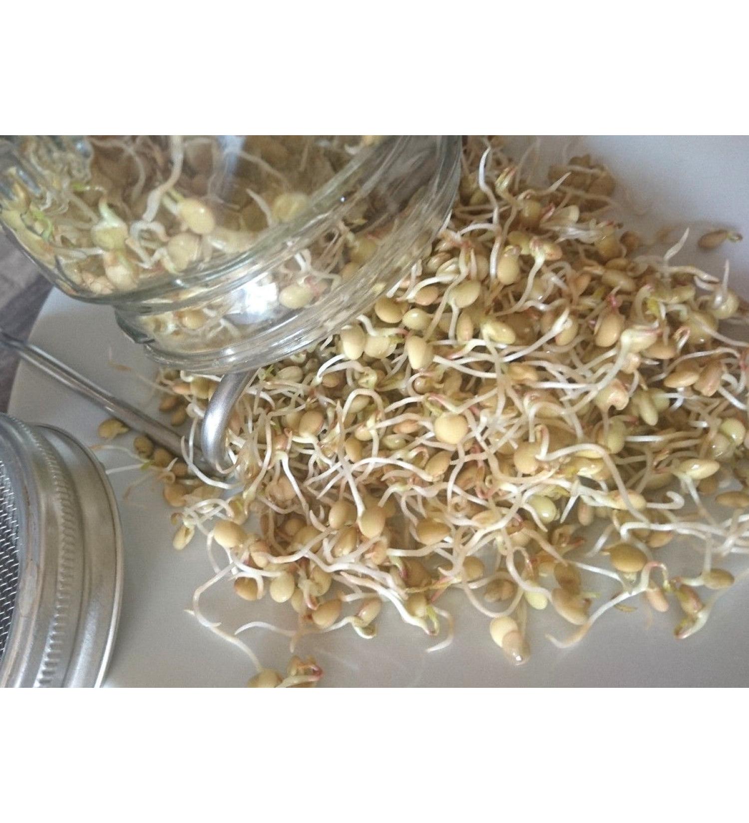 250g Organic Sprouting Seeds - Lentil Sprouts Microgreens & Cabbage Seed Germination for Healthy Cultivation - Buy Online on GoSupps.com