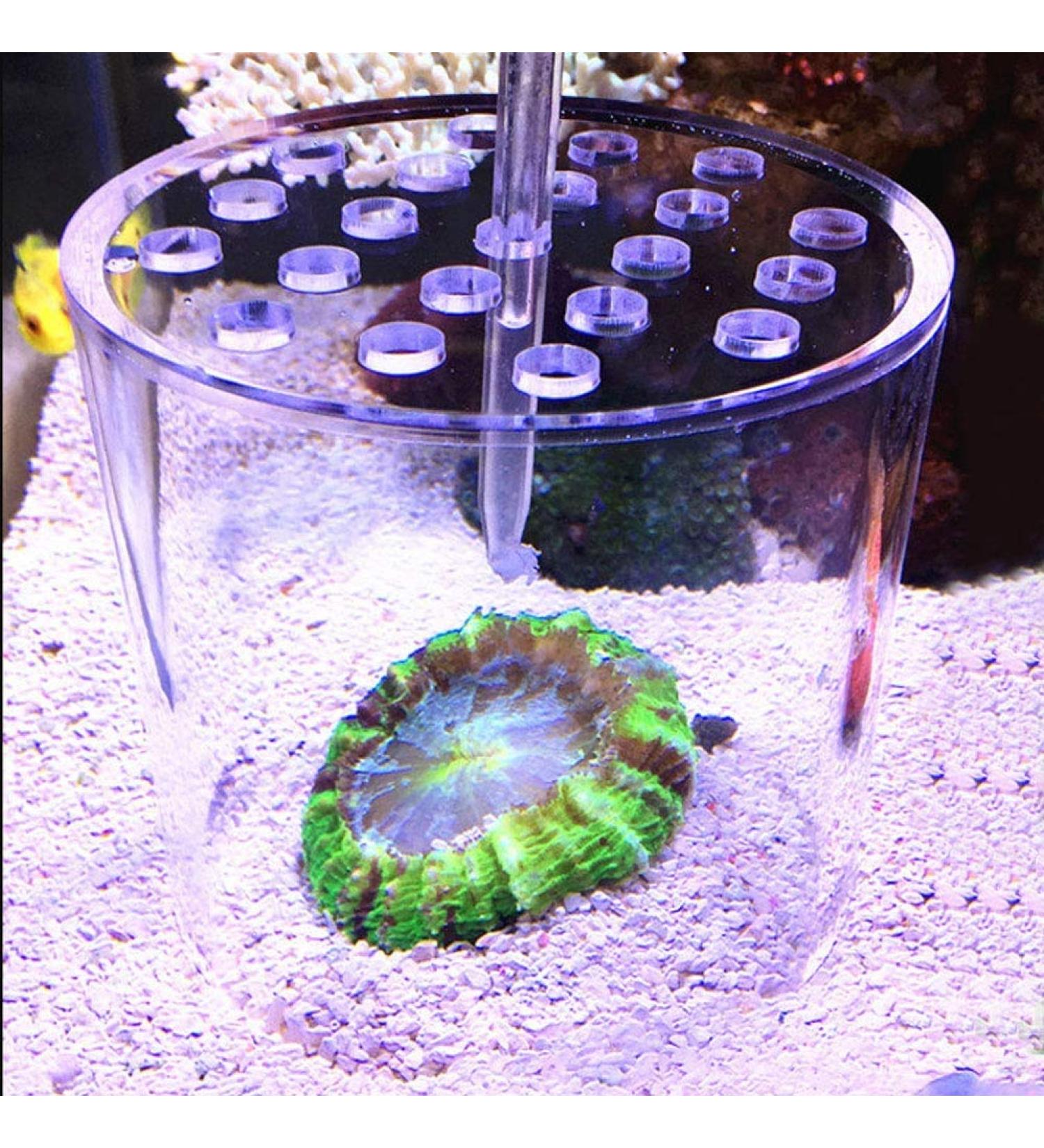 Transparent Coral Feeder Cover Transparent Acrylic Aquarium Coral Feeder Cover Fishing Aquarium for Partial Coral Reproduction(120mm) - Buy Online on GoSupps.com