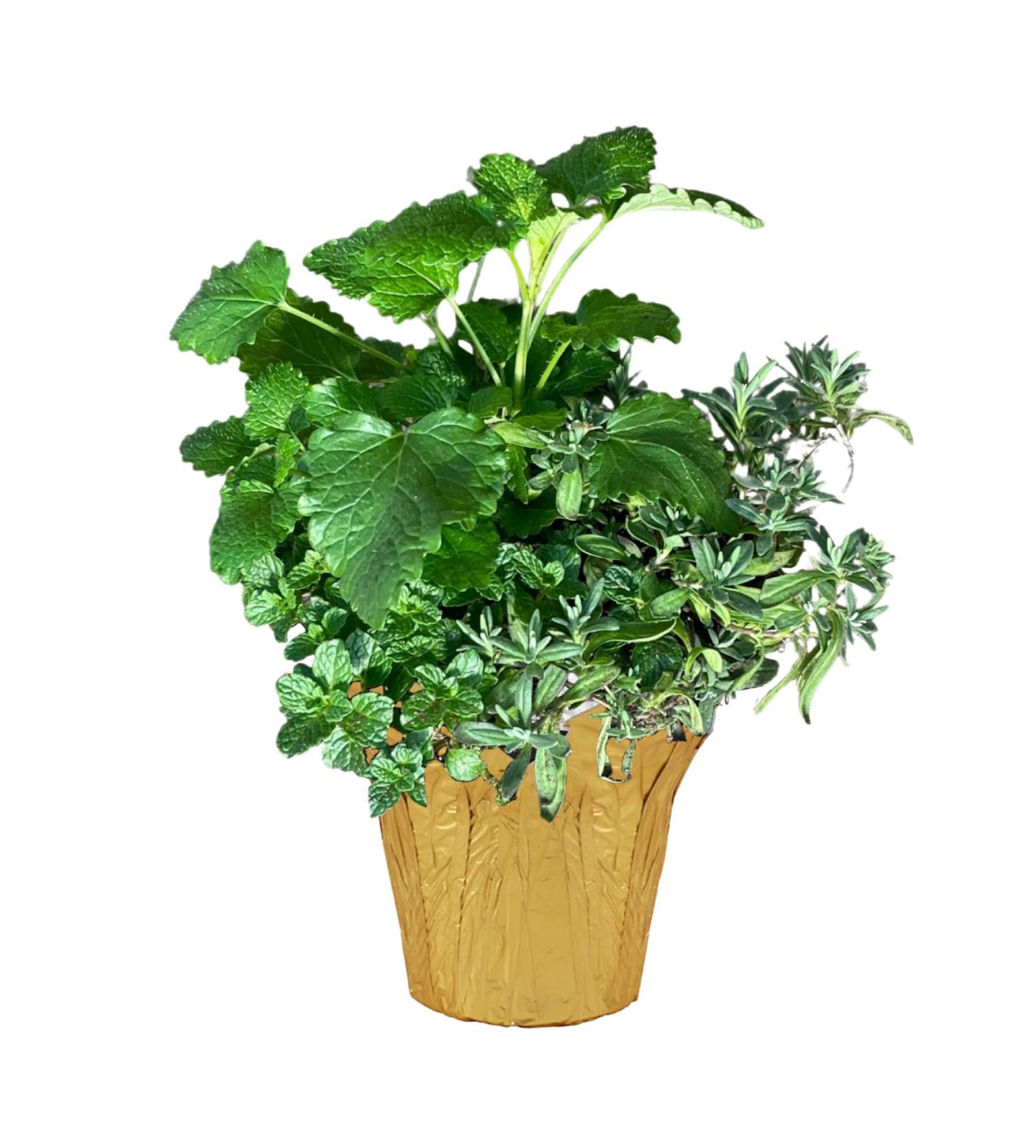 Live Aromatic Herb Combo in Decorative Cover - Stress Reliever with Lemon Balm, Lavender, and Mint - 12 Tall x 6 Wide - 1.25 Quart Pot - Buy Online on GoSupps.com