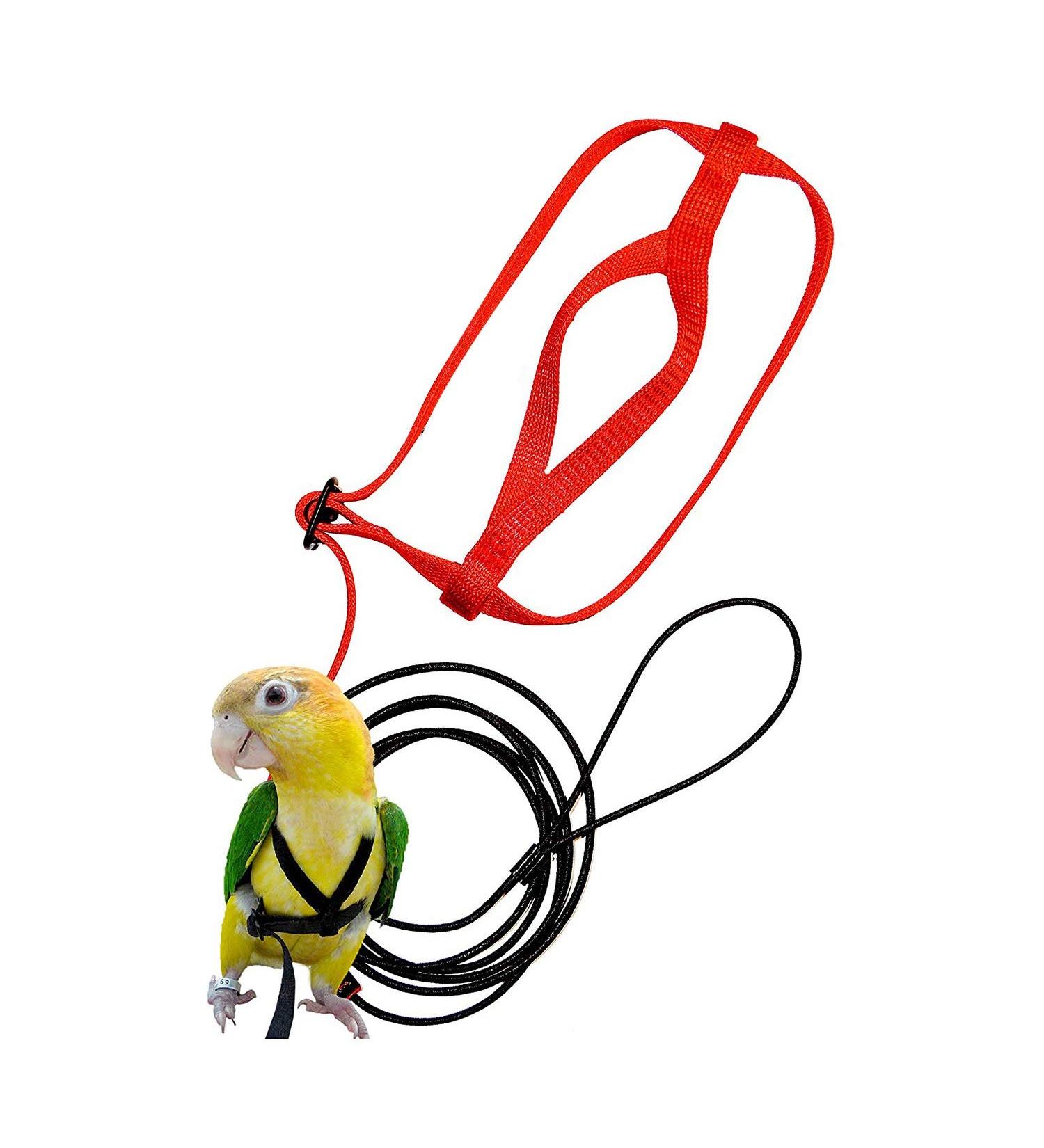 Buy Mifive Adjustable Pet Bird Dishes & Leash - Anti-Bite Training Rope for Parrots | International Shipping Available - Buy Online on GoSupps.com
