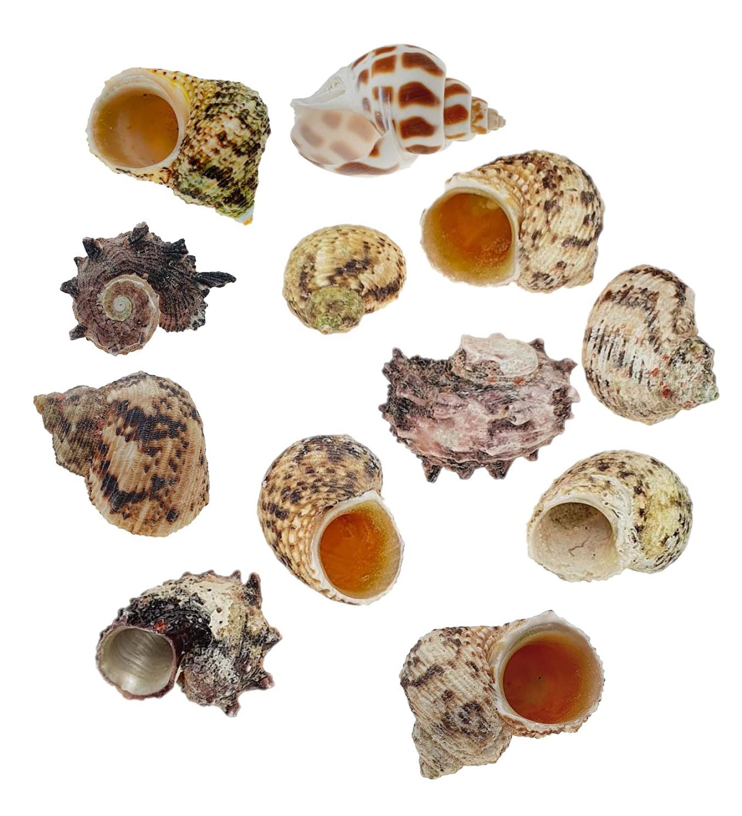Avalon Cosmetic Packaging Assorted Spiral Seashells 12 Pcs Mixed Medium/Large Size Shells - Perfect for Hermit Crabs - with round opening: 0.5''-1.0'' width. - Buy Online on GoSupps.com