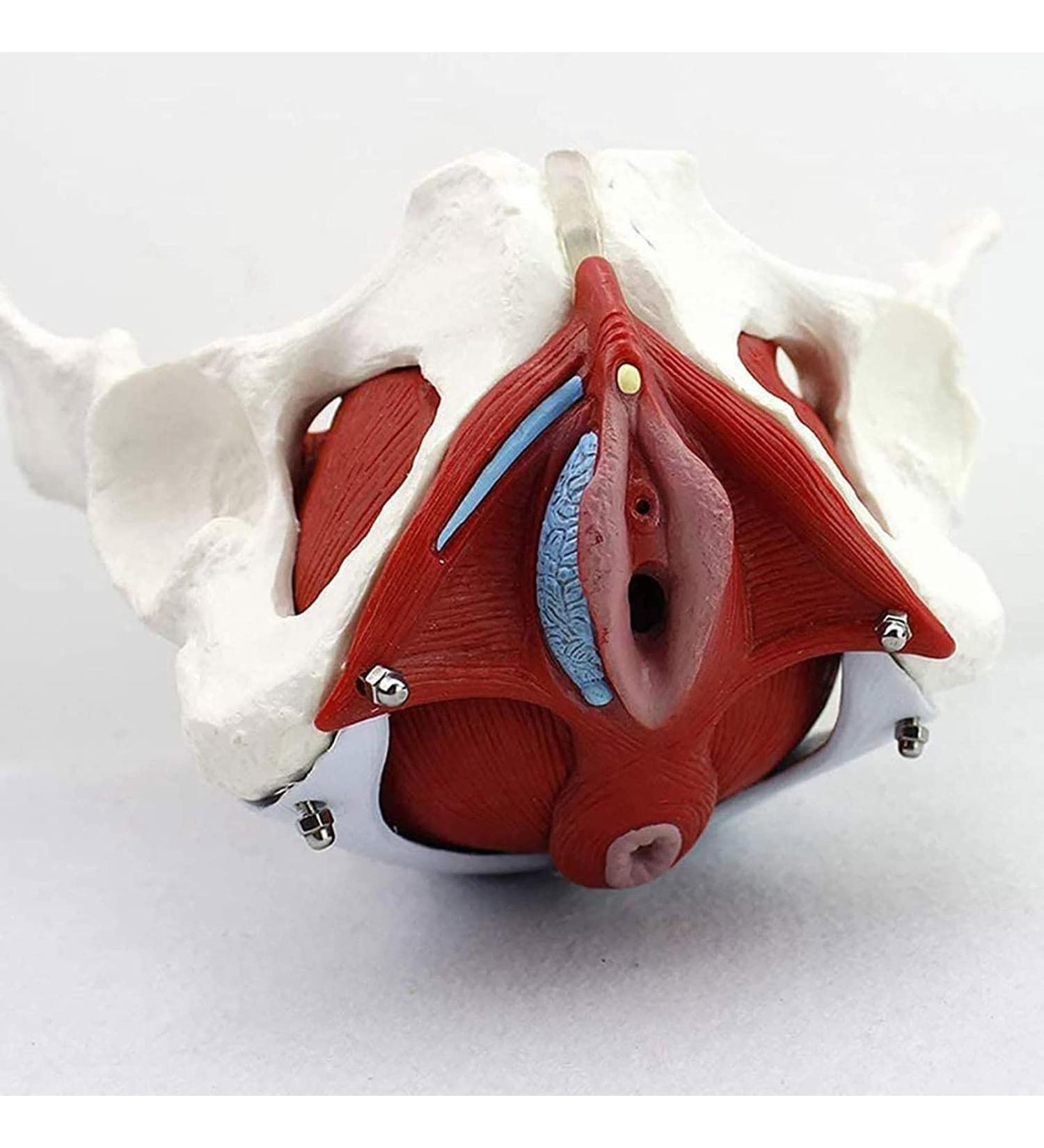 Female Pelvis Model Life Size Pelvic Floor Muscle Repair Bladder Vagina Accessory Structure Anatomy Model with Pelvic Floor Muscles Colored - Buy Online on GoSupps.com