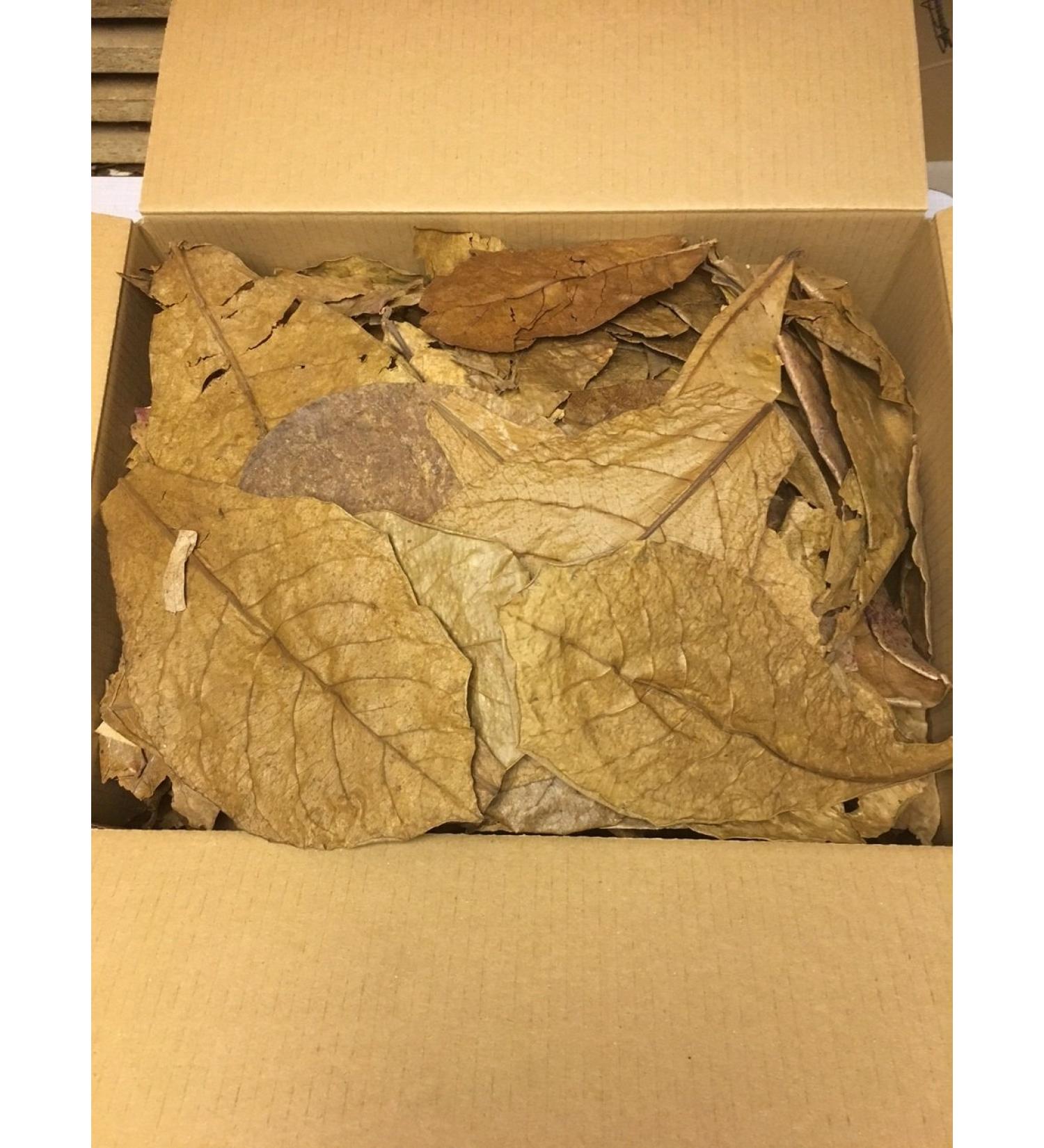 catappa-leaves sea almond leaves 0.5kg B-stock unsorted - express delivery in a package