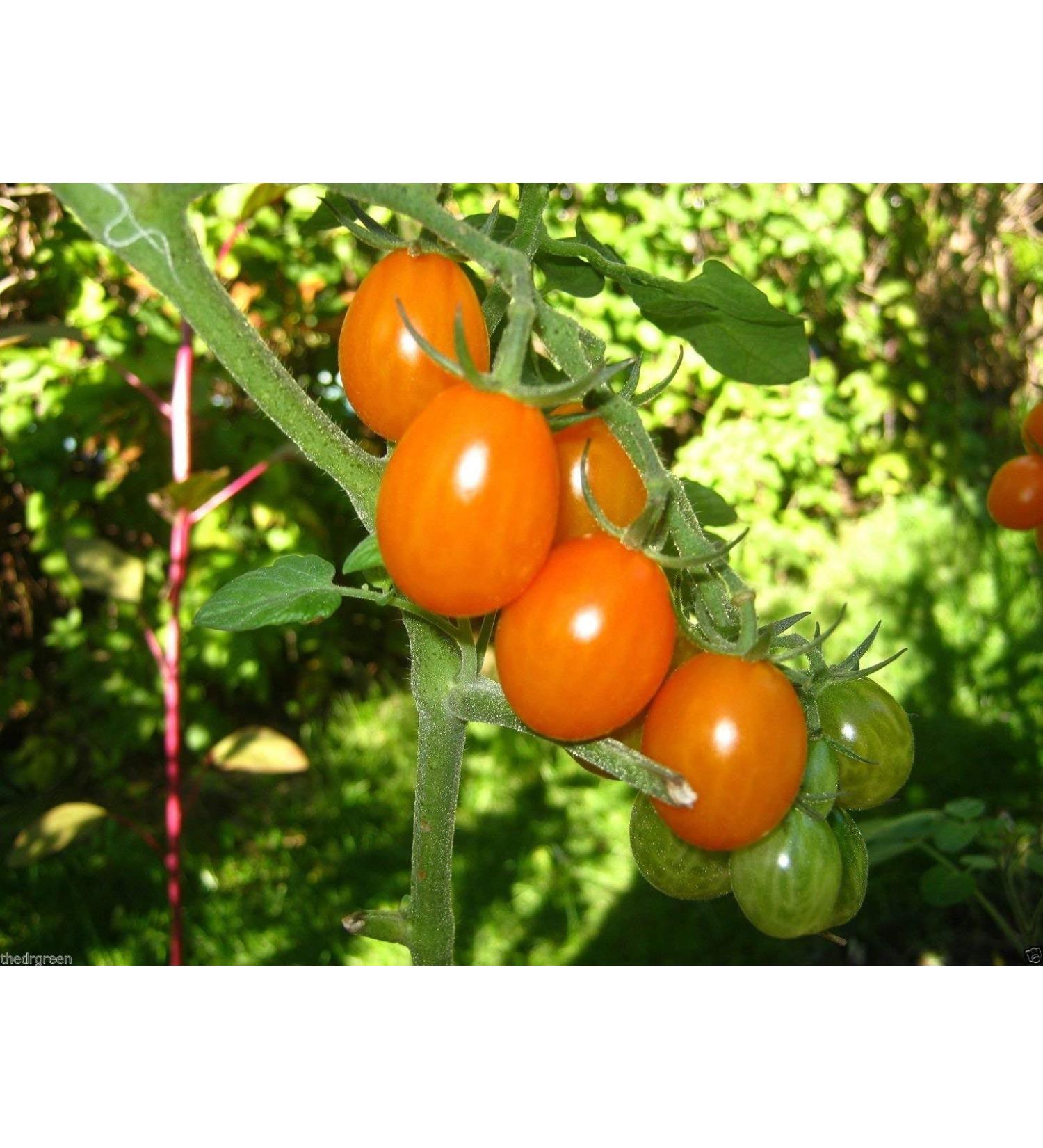 50 Semi Super Sweet Orange uva pomodoro! Organico Tiny pomodori ciliegia