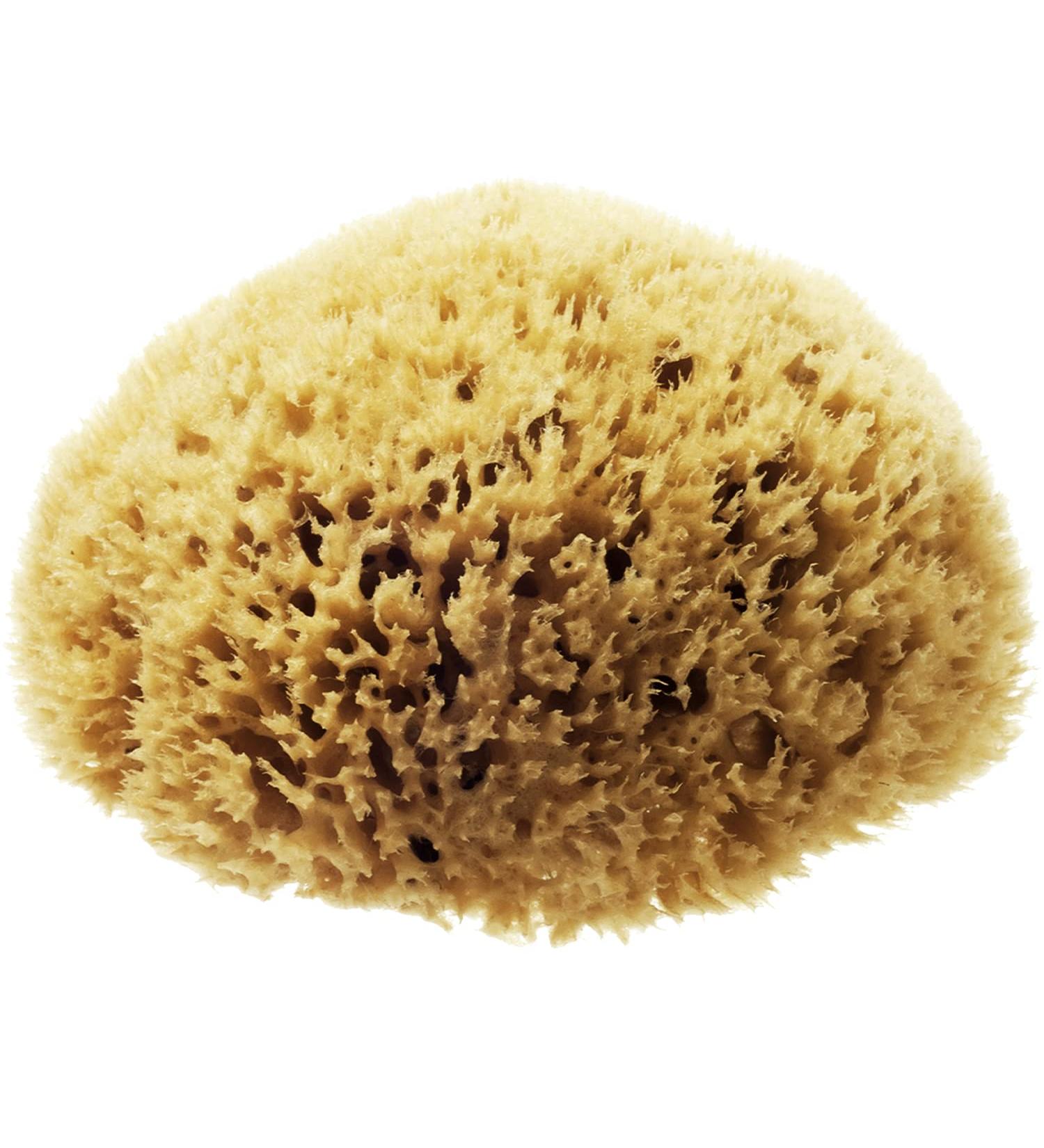 Hydrea London Natural Sea Sponge 5-5.5"- Premium Mediterranean Honeycomb Unbleached Natural Sponge for Bath and Shower for Adults Women Men Children and Baby - Buy Online on GoSupps.com