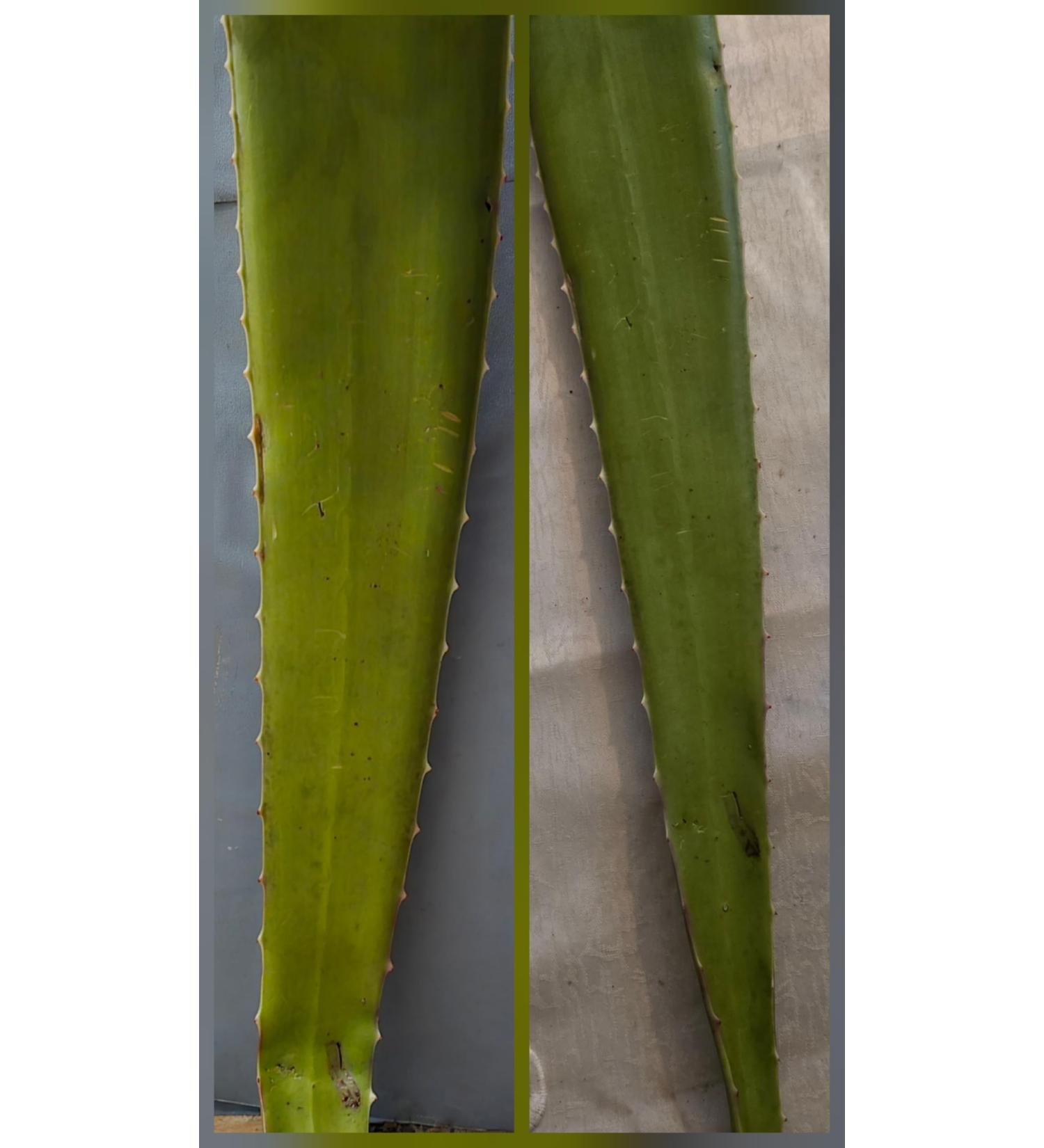 2 pack Aloe Vera Leaf Extract Natural Soothing Plant Gel for Skin Hair and Body Care