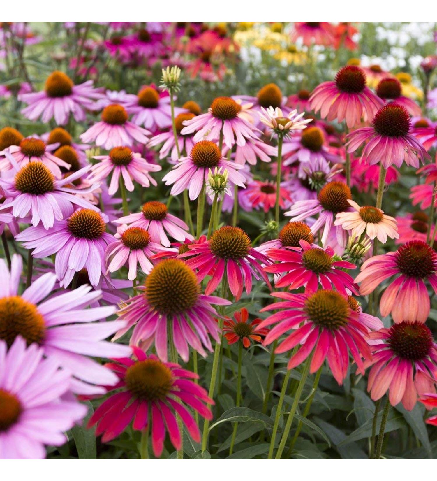 Echinacea Mixed Seeds - High-Quality Echinacea Seeds for International Shipping | Grow Your Own Echinacea - Buy Online on GoSupps.com