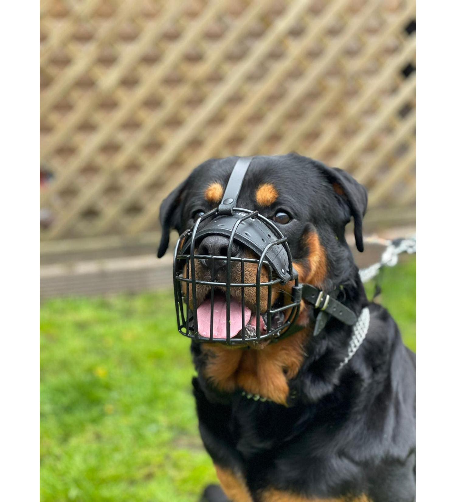 Strong Wire Metal Basket Dog Muzzle for Rottweiler, Mastiff, Golden Retriever | R1 Black/Black Leather - Buy Online on GoSupps.com