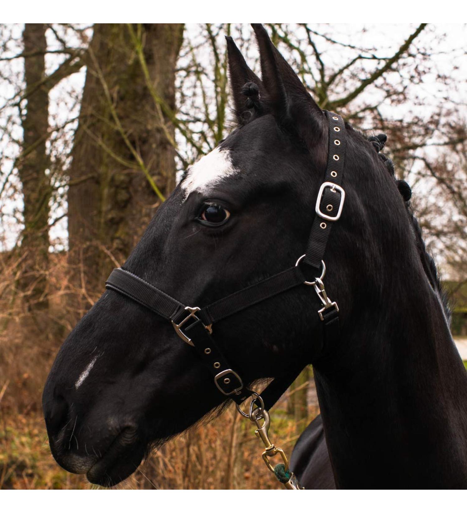 Premium Black Pony Horse Halter - Durable & Adjustable for Warmbloods Thoroughbreds & Cold Bloods - Safe Tear-Resistant Stable & Pasture Strap - Buy Online on GoSupps.com