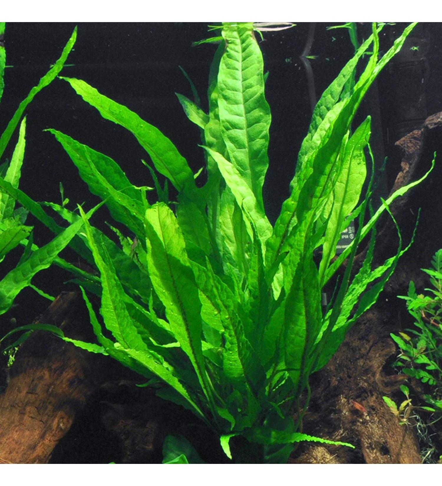 Java Fern Bare Root | Microsorum Pteropus - Low Light Freshwater Aquarium Plant