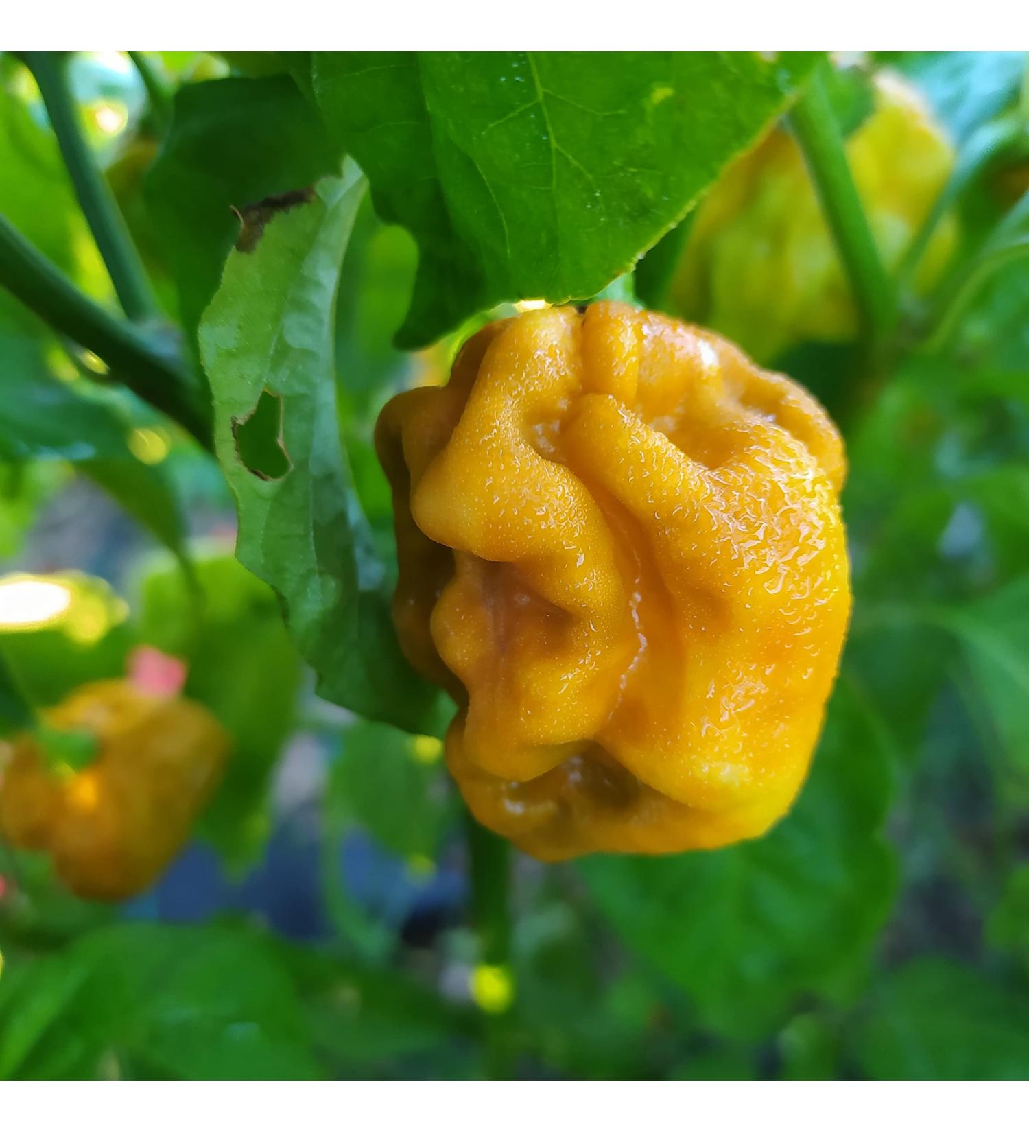 HABANERO MUSTARD, 10 seeds, Capsicum chinense, (148)