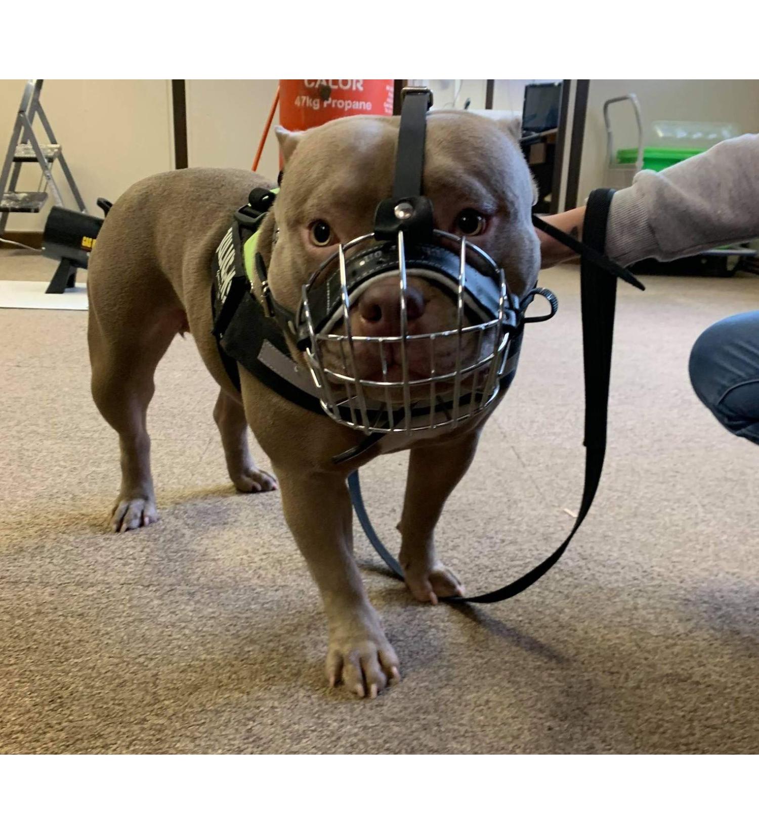 Metal Wire Basket Dog Muzzle for American Bully - B3 Black Leather/Silver - Buy Online on GoSupps.com