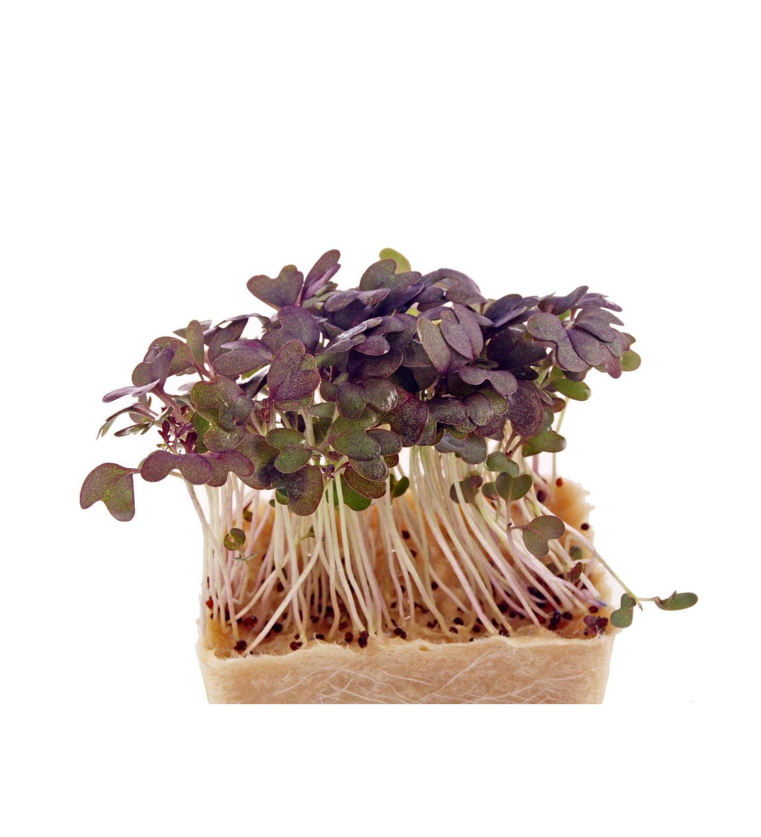 8750mg Ruby Wicks Mustard Seeds