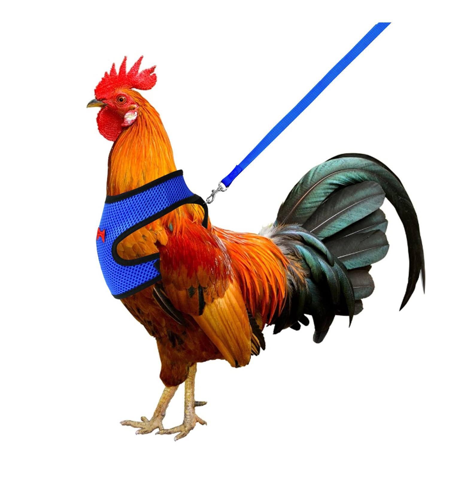 Molain Adjustable Chicken Harness & Leash - Comfortable Vest for Ducks & Hens (2-11 lbs) - Breathable Mesh Training Gear (Blue) - Buy Online on GoSupps.com