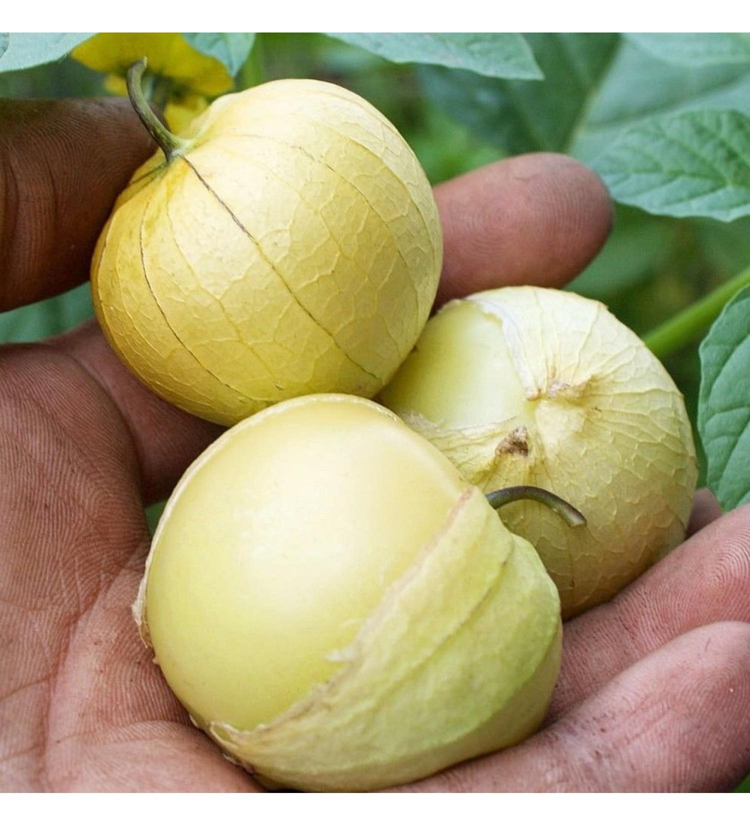 tomatillo Ananas 100 semi Physalis ixocarpa Salsa Insalata CombSH B77