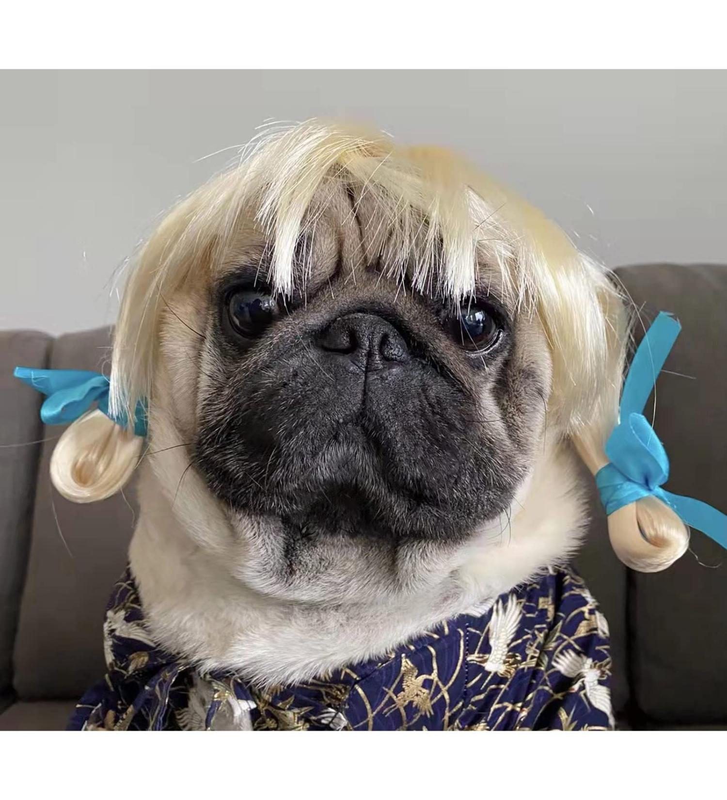 Buy Funny Dog & Cat Role Play Wigs | Halloween Christmas & Party Costumes for All Pets - Buy Online on GoSupps.com