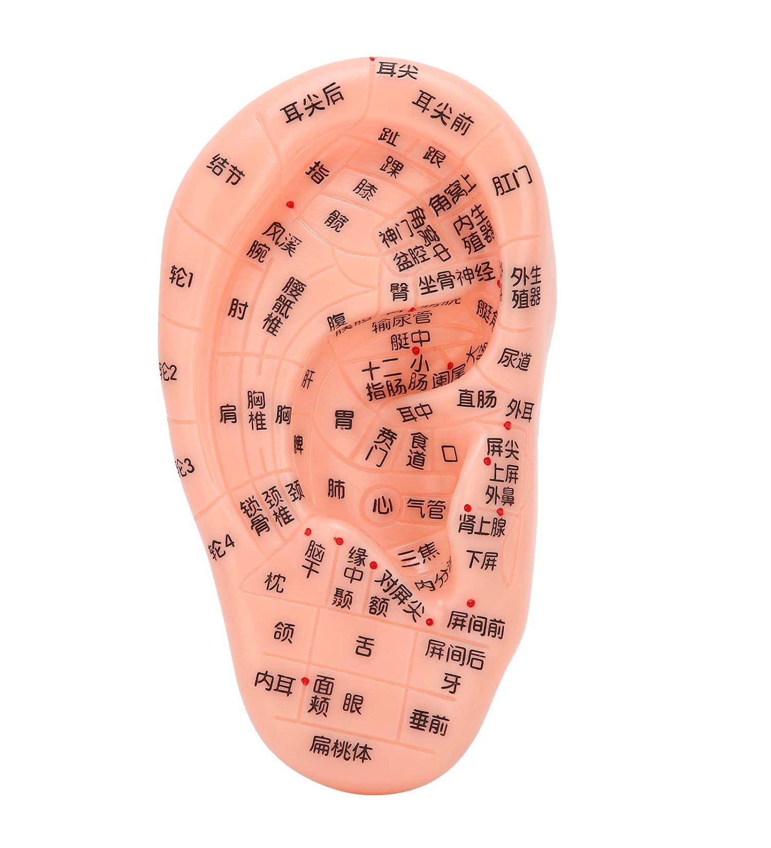 Ear Acupoint Model for Acupuncture Teaching and Learning - Buy Online on GoSupps.com