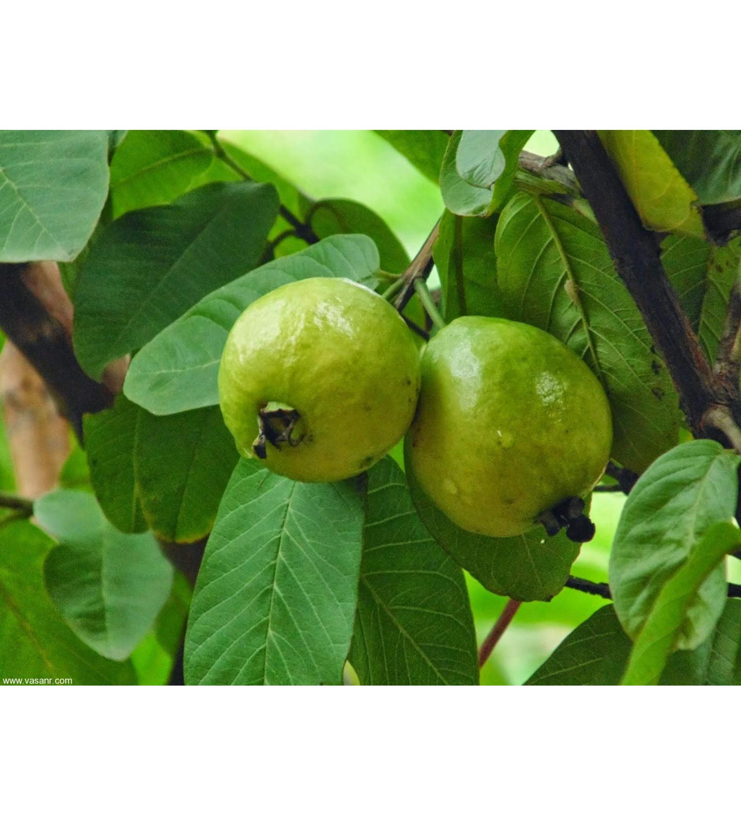 Fresh Guava Leaves from Trees Grown in South Florida - 1 oz (Approx. 10 to 25 Leaves) - No pesticides or Chemical Sprays / No Reimbursement or Return
