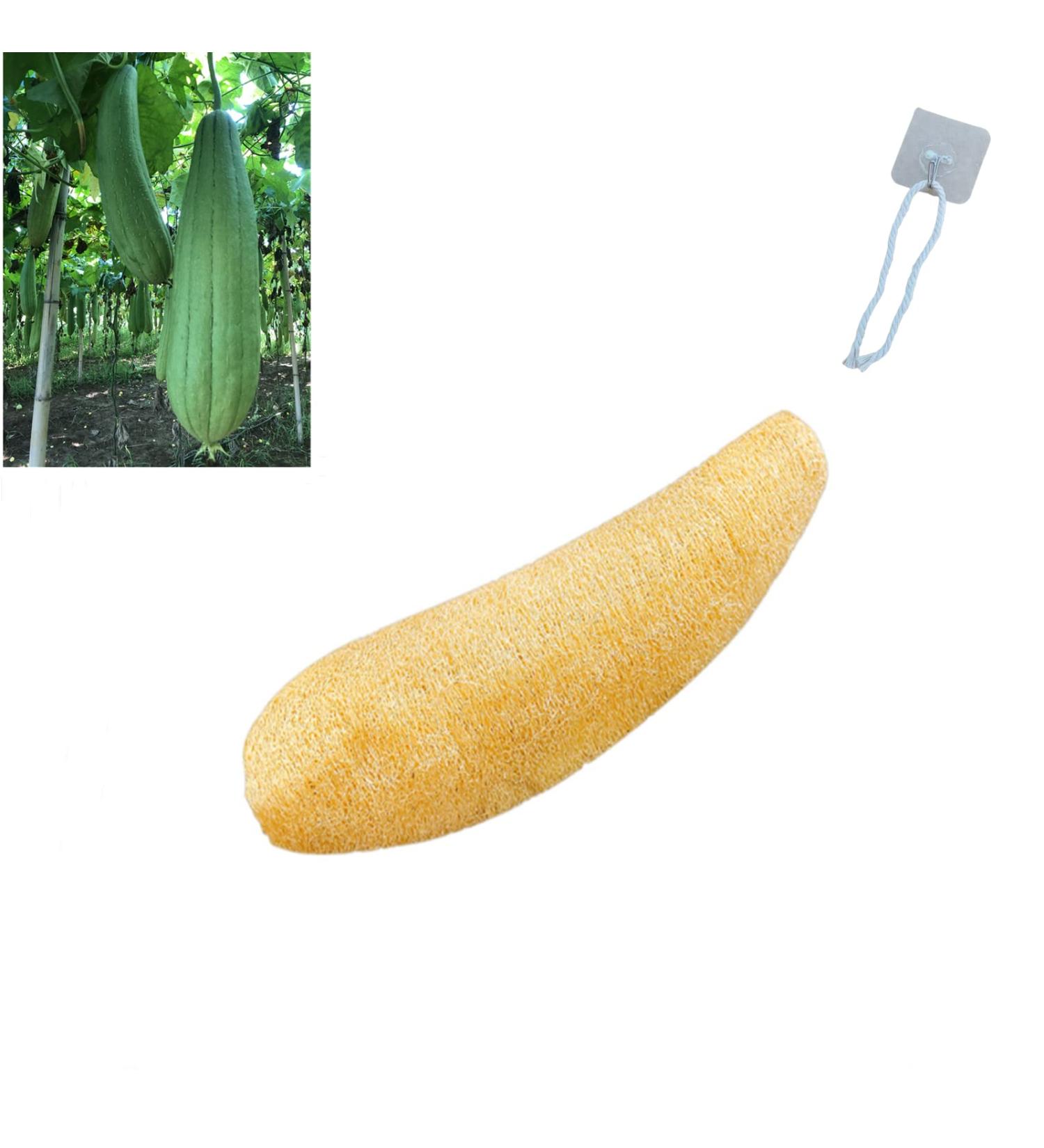 Large All Natural Loofah Sponge for Exfoliating Body Scrub - 100% Biodegradable and Reusable - Ideal for Kids, Men, Women, and Dishes - Organic Loofah for Soap Making - Buy Online on GoSupps.com