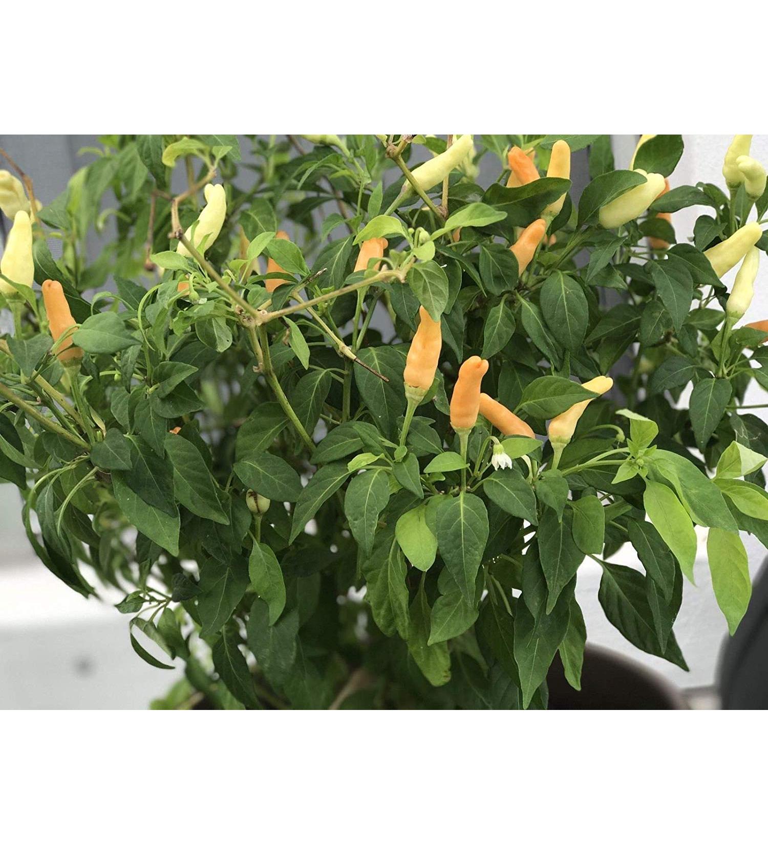 Germinazione I Semi: 100 Semi di Angkor Alba Super Hot Chili Peppers Thai USA Venditore No OGM