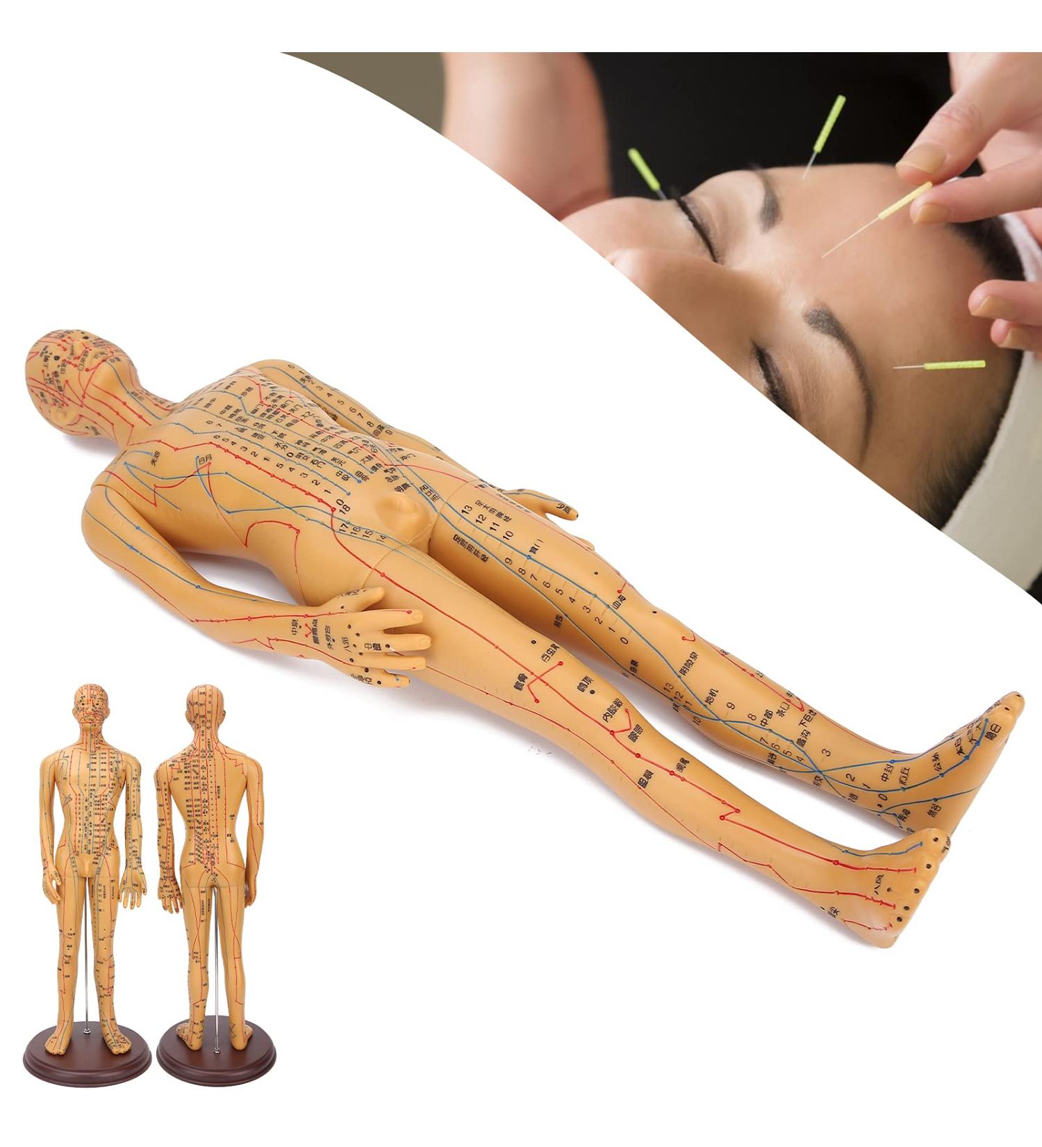 Acupuncture Body Model Professional Acupuncture Model Durable Meridians Acupuncture Model Acupuncture Model Not Easy To Fading for Acupuncture Practice - Buy Online on GoSupps.com