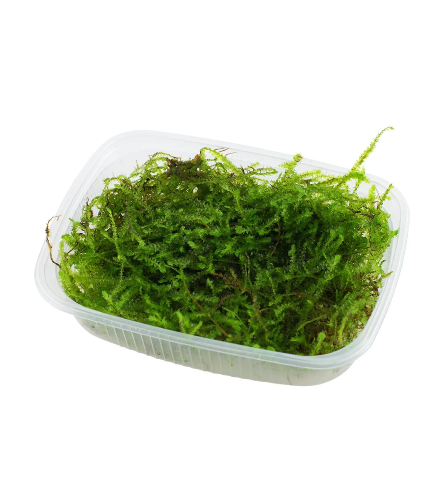Taxiphyllum barbieri (Java Moss) - Buy Online on GoSupps.com