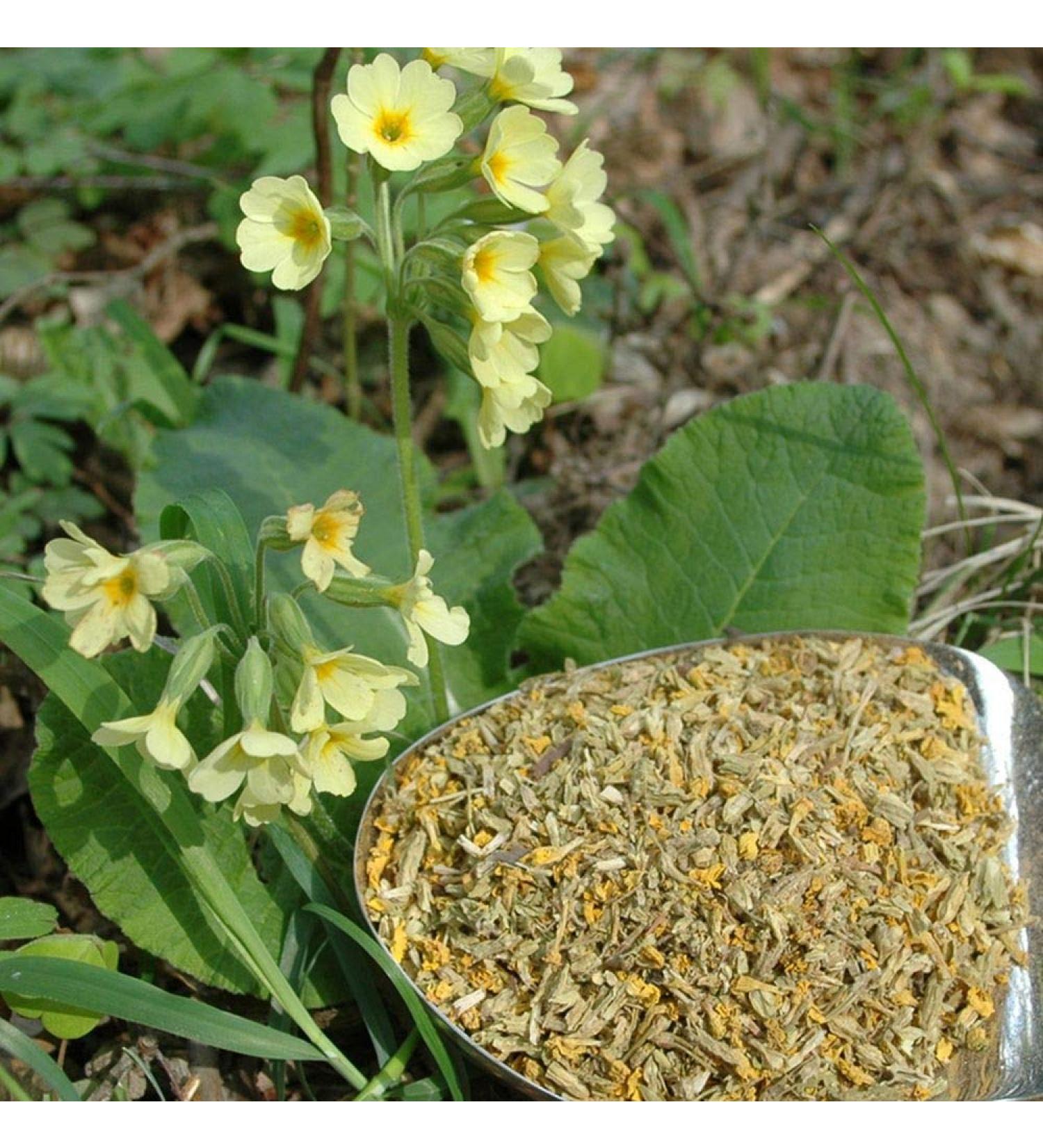 Krauterino24 - Primroses with calyx cut quantity: 250g