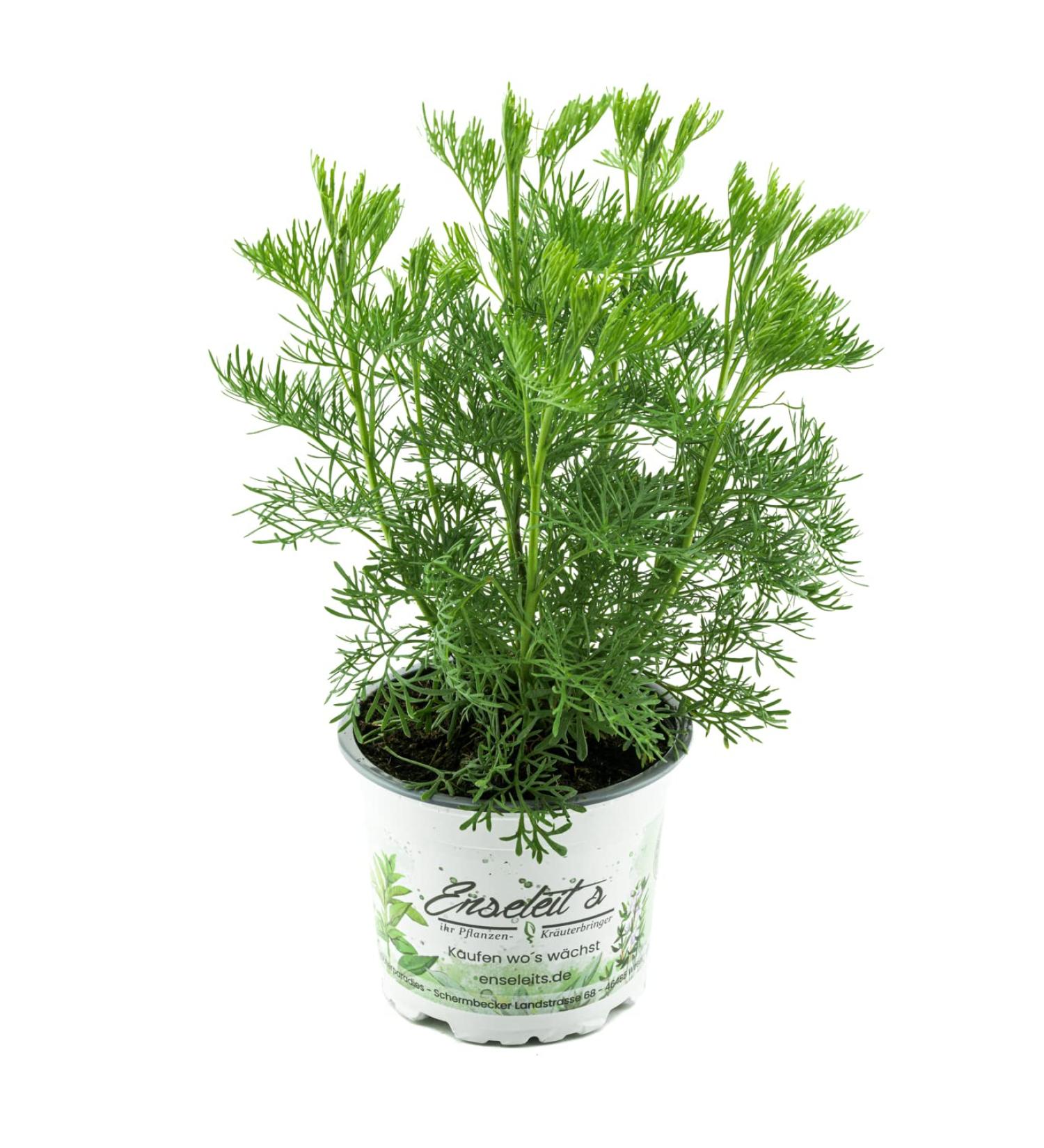 Cola bush Cola herb Artemisia abrotanum var. Maritima fresh Coca-Cola plant