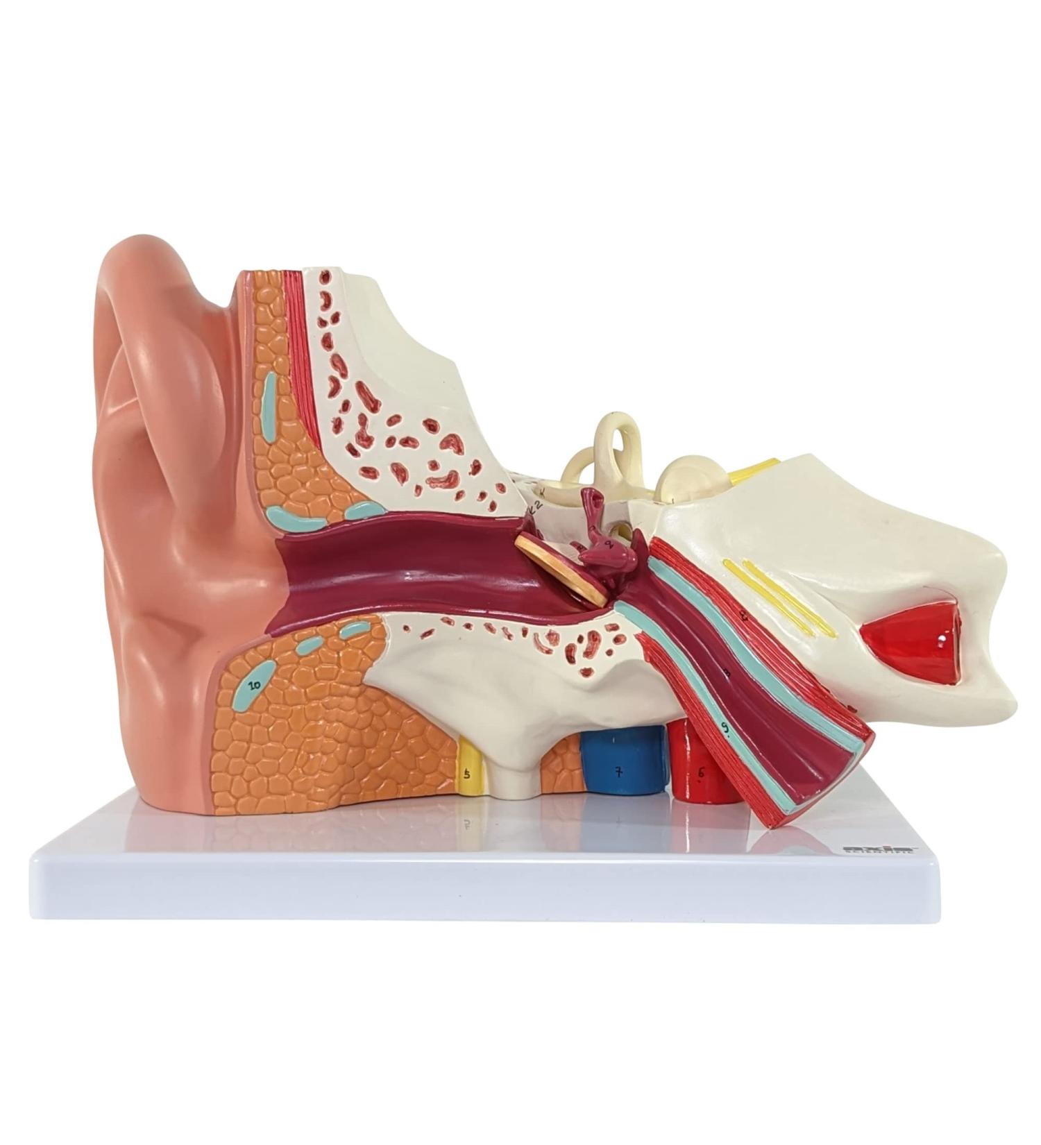 Axis Scientific Human Ear Model - 5X Enlarged 4D Anatomy Model with 3 Parts - Includes Base and Detailed Manual - Buy Online on GoSupps.com