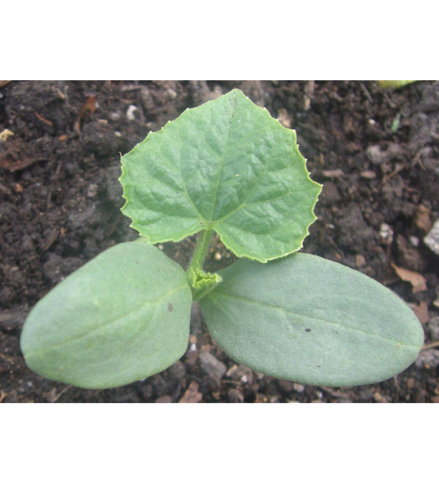 Portal Cool 10 semi di cetriolo Giallo Limone Apple Orange/Piante verdura Verdure