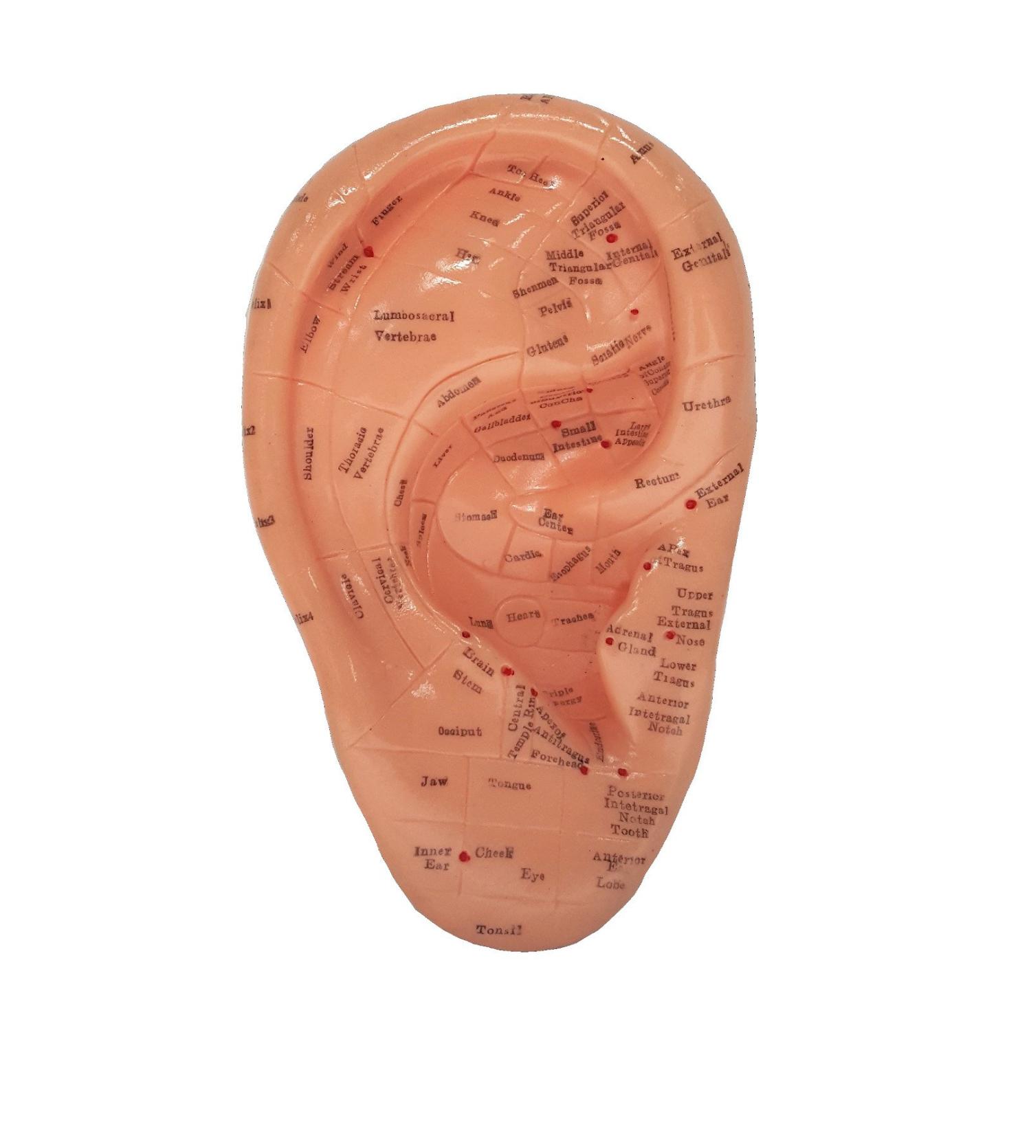 Ear Zone Model XC-514A - Height 7 | Premium Quality Ear Protection - Buy Online on GoSupps.com