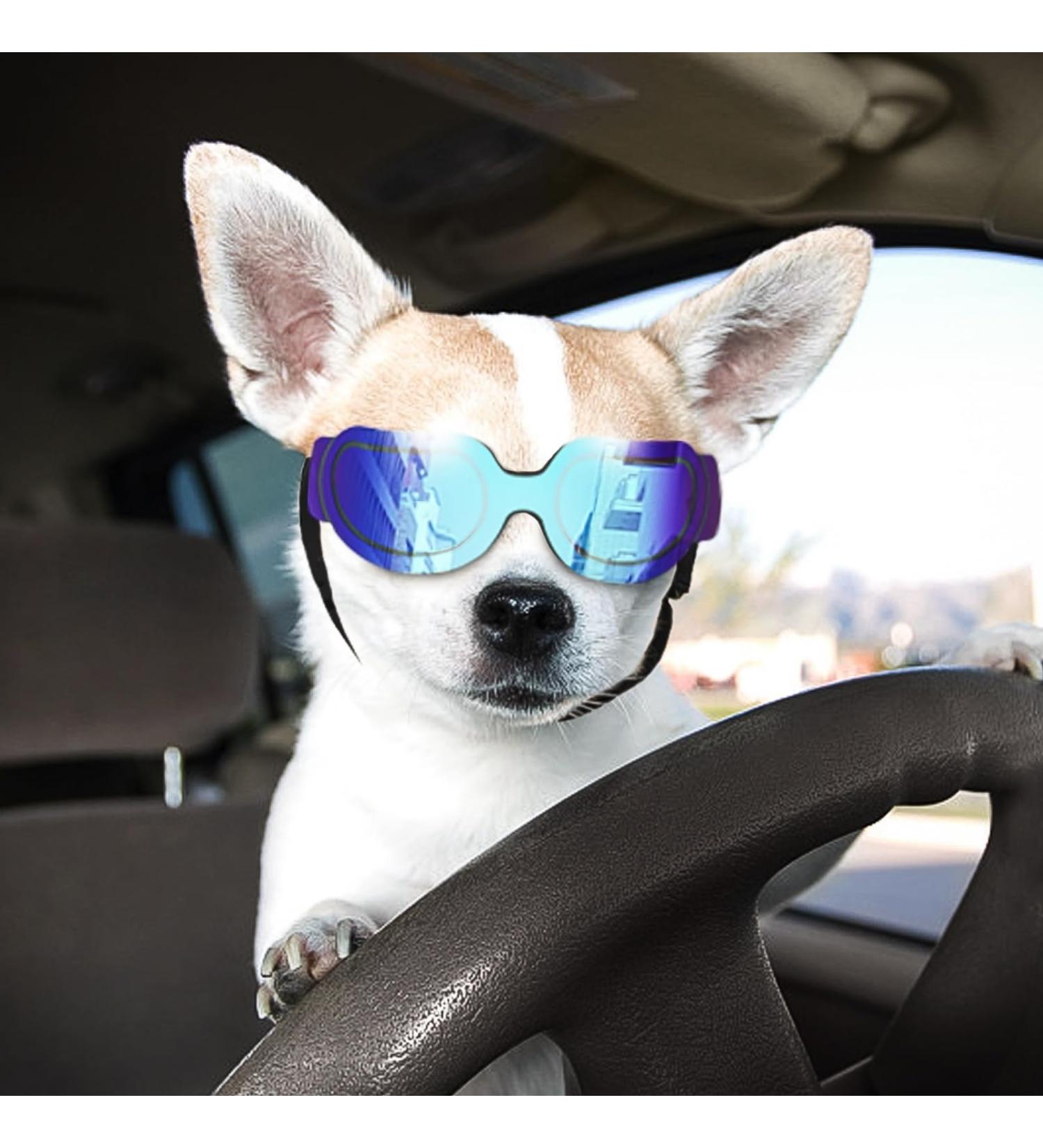 Namsan Dog Glasses for Small Breeds | UV Protection Windproof & Adjustable | Ideal for Snow Festivals - Buy Online on GoSupps.com