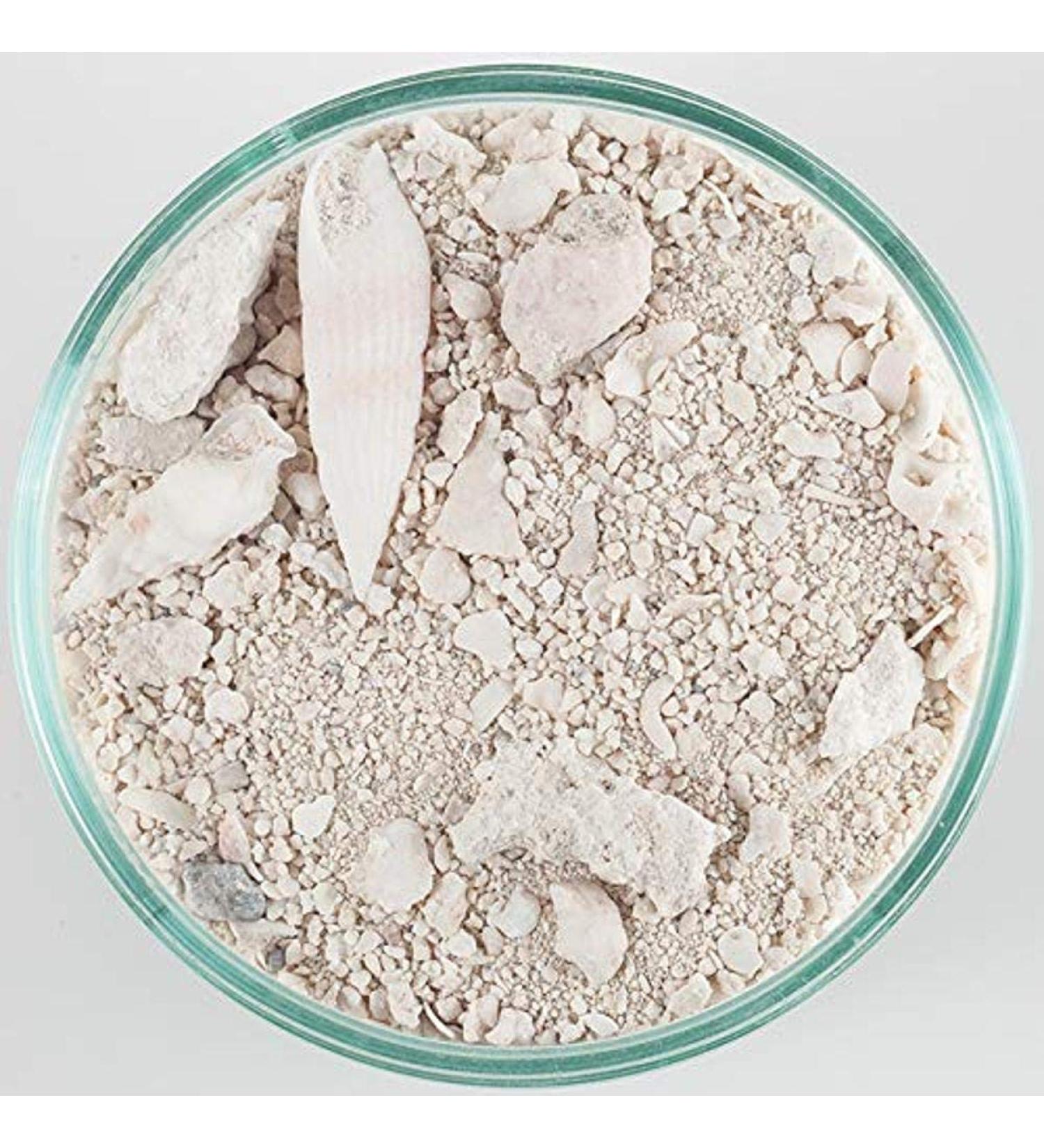 Carib Sea ACS00940 Ocean Direct Natural Live Sand for Aquarium 40-Pound 40 lb Original Grade