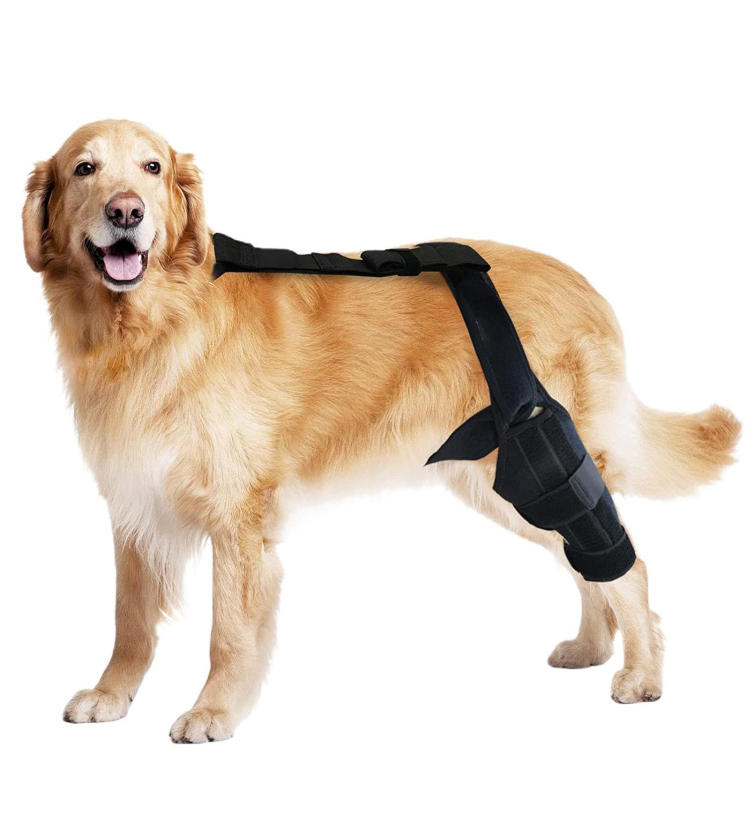 Dog ACL Knee Brace | Dog Knee Support Brace Support Dog Knee Brace Neoprene Hip Brace Adjustable Traction Belt for Knee for Cruciate Ligament Injury for Torn ACL Leg M left - Buy Online on GoSupps.com