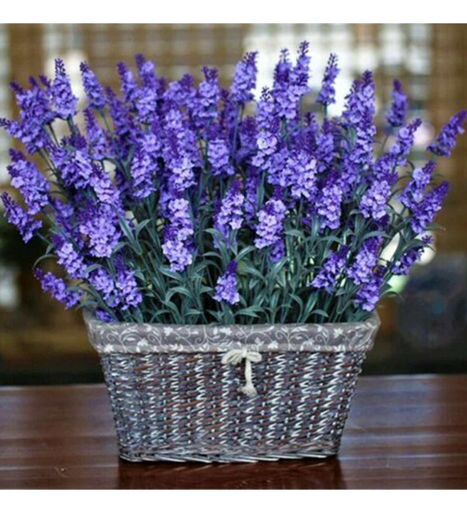 Lavender Seeds 1000 pcs large bag Natural Lavender Seedlings for Landscaping NonGMO Lavender 1size - Buy Online on GoSupps.com